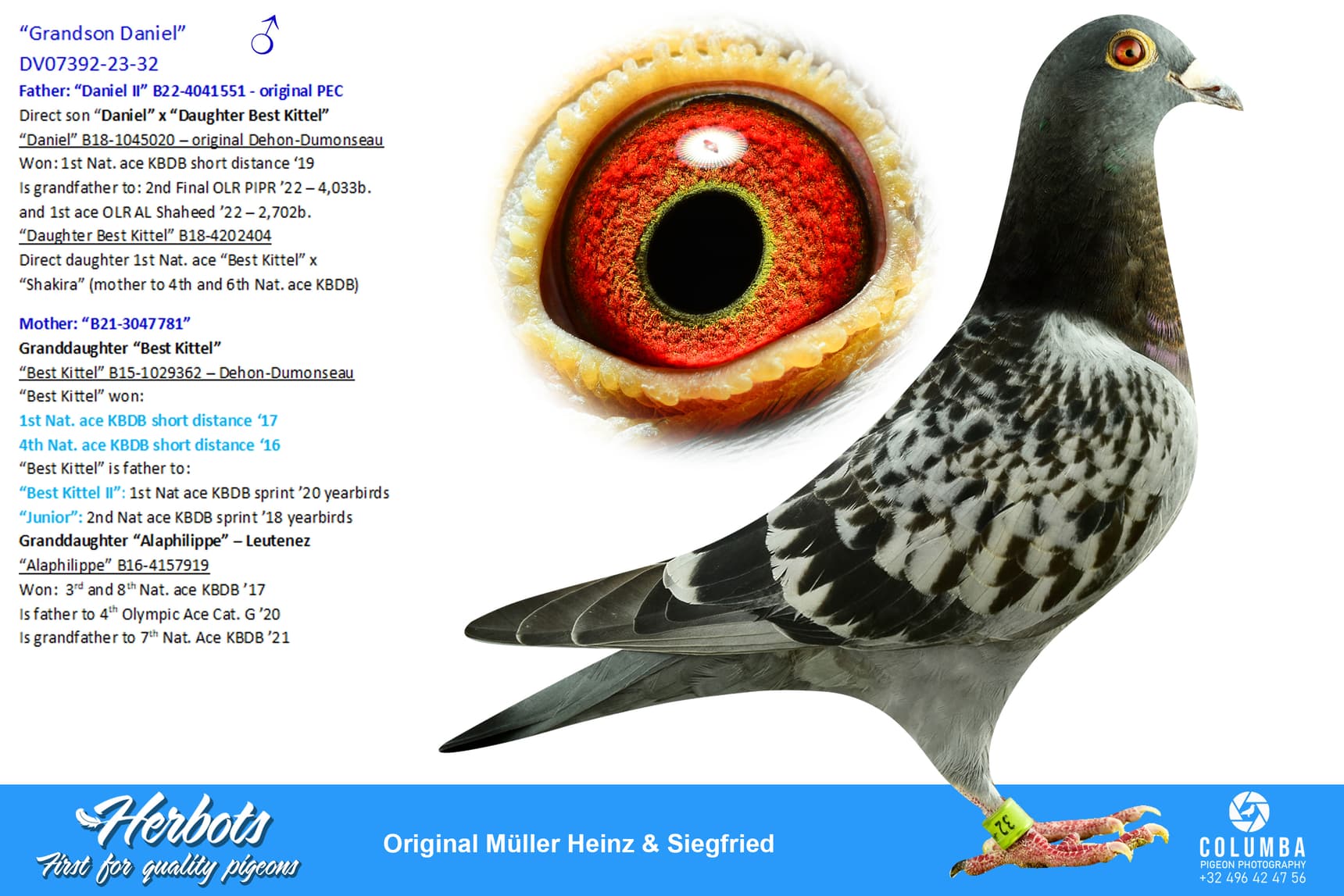 pigeon: undefined