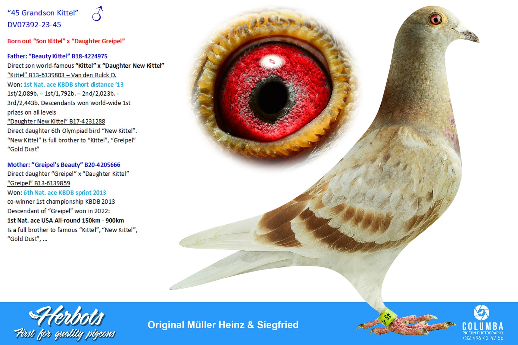 pigeon: undefined