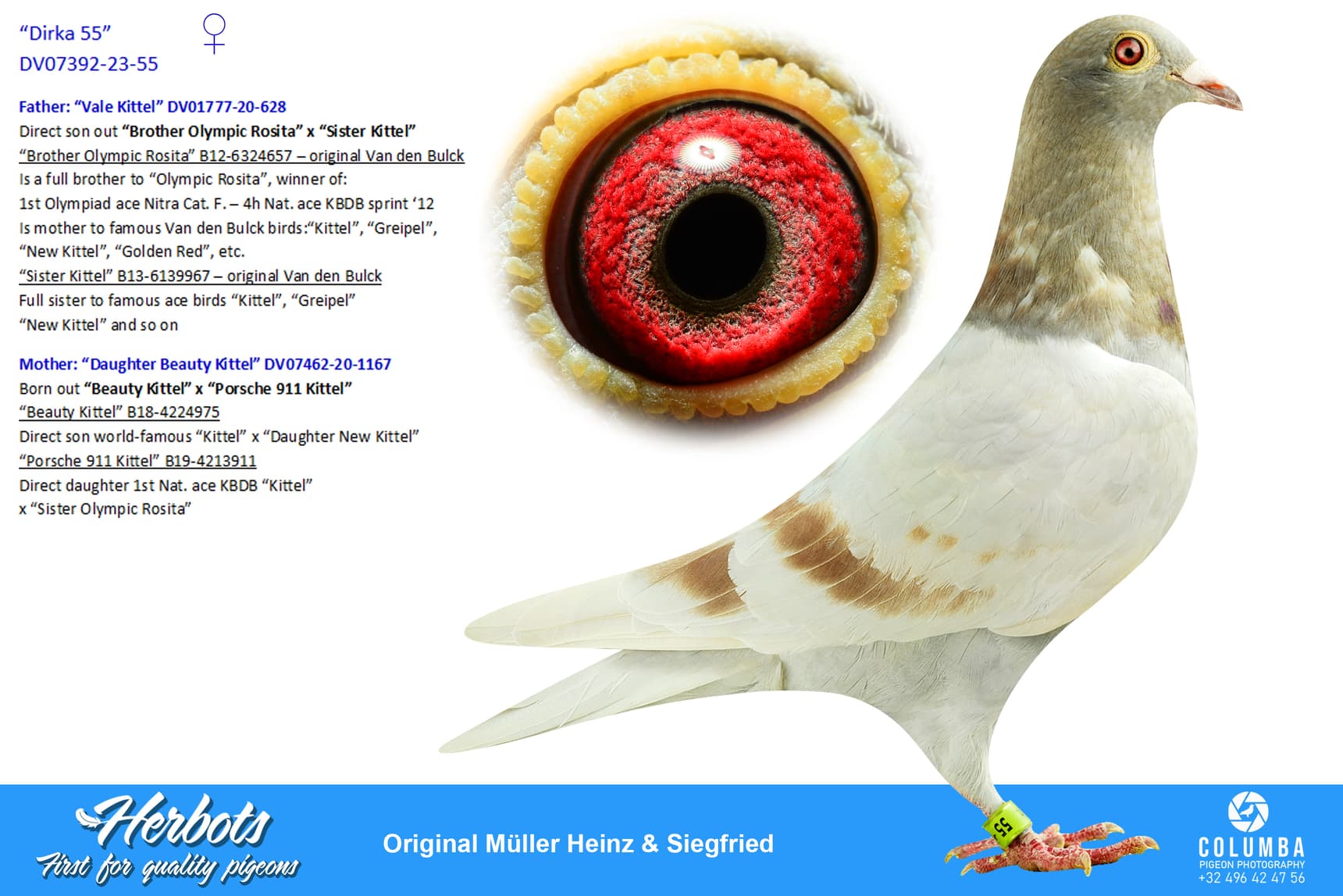pigeon: undefined