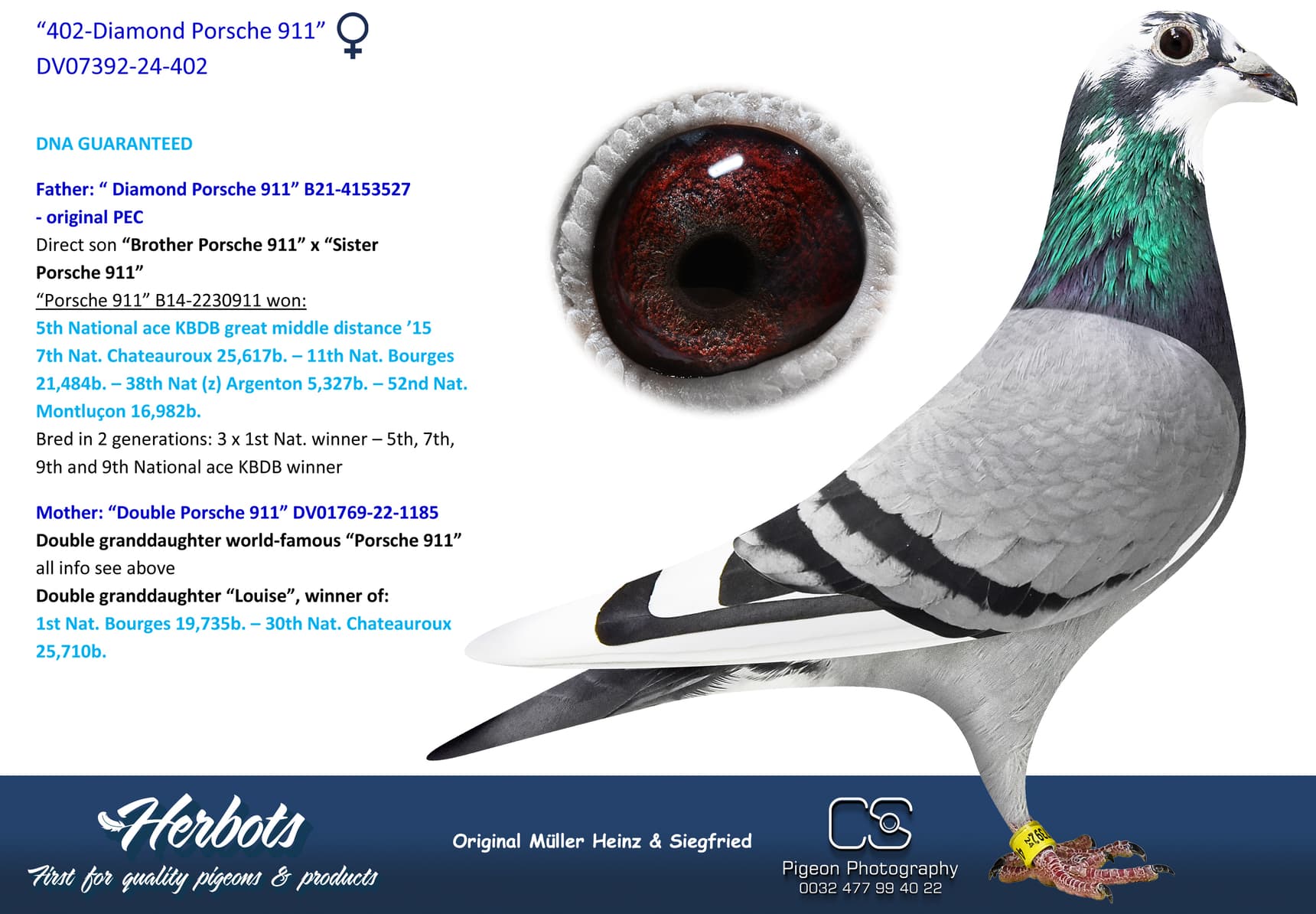 pigeon: undefined