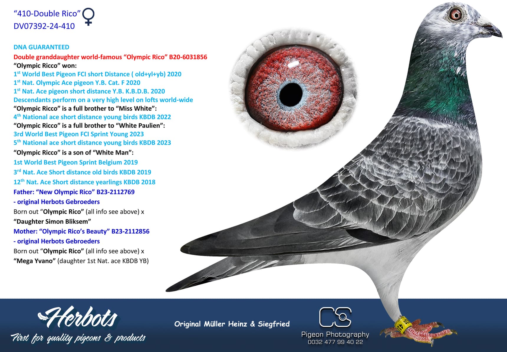pigeon: undefined