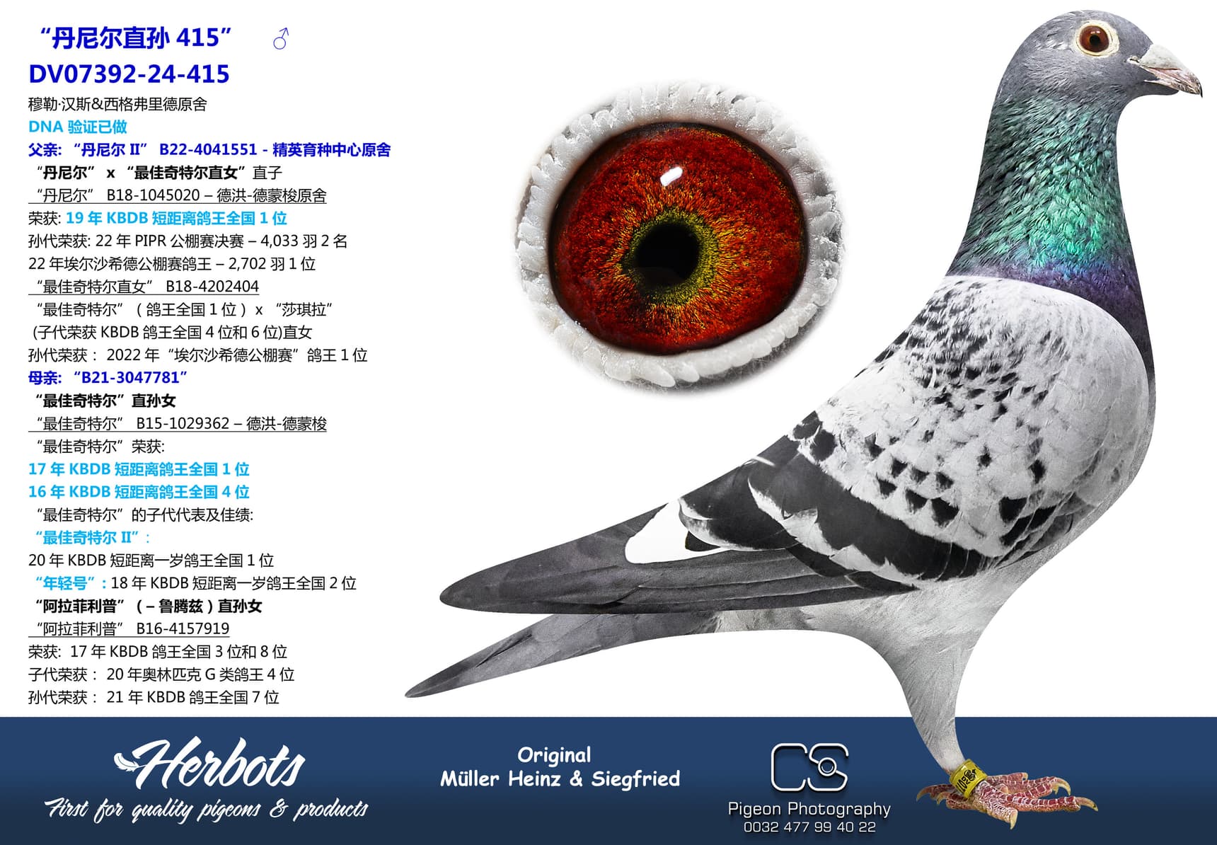 pigeon: “丹尼尔直孙415”