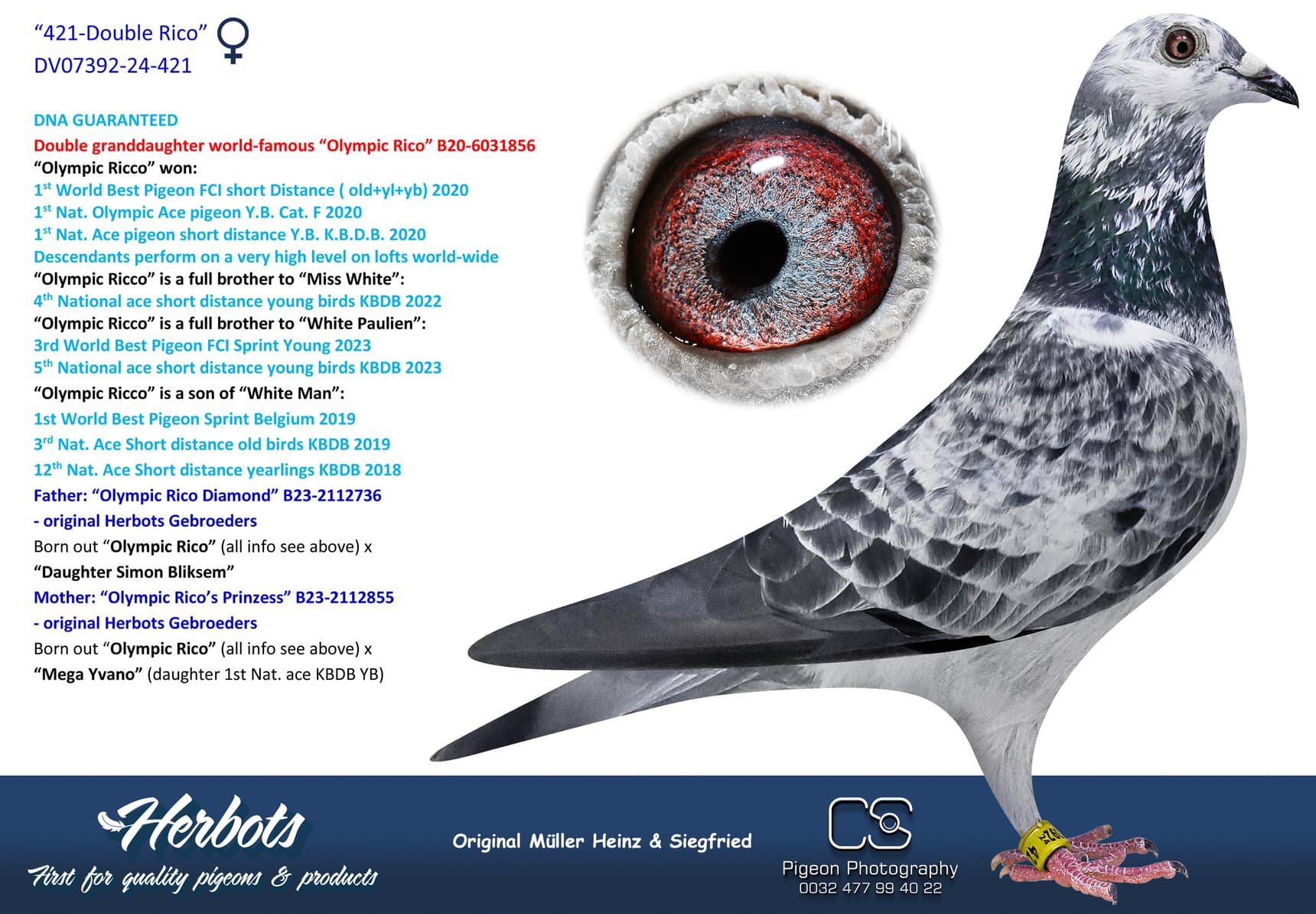 pigeon: undefined