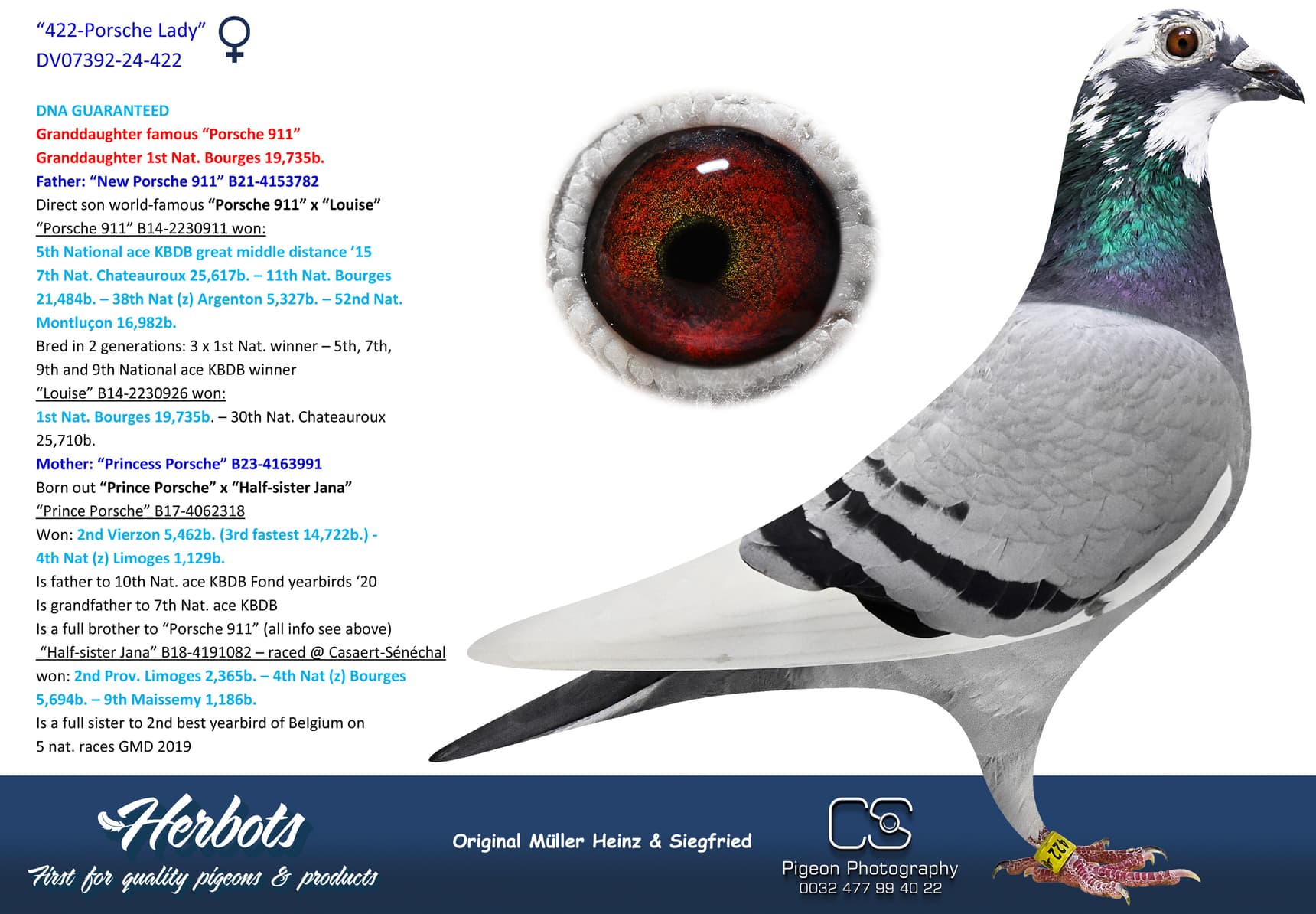 pigeon: undefined