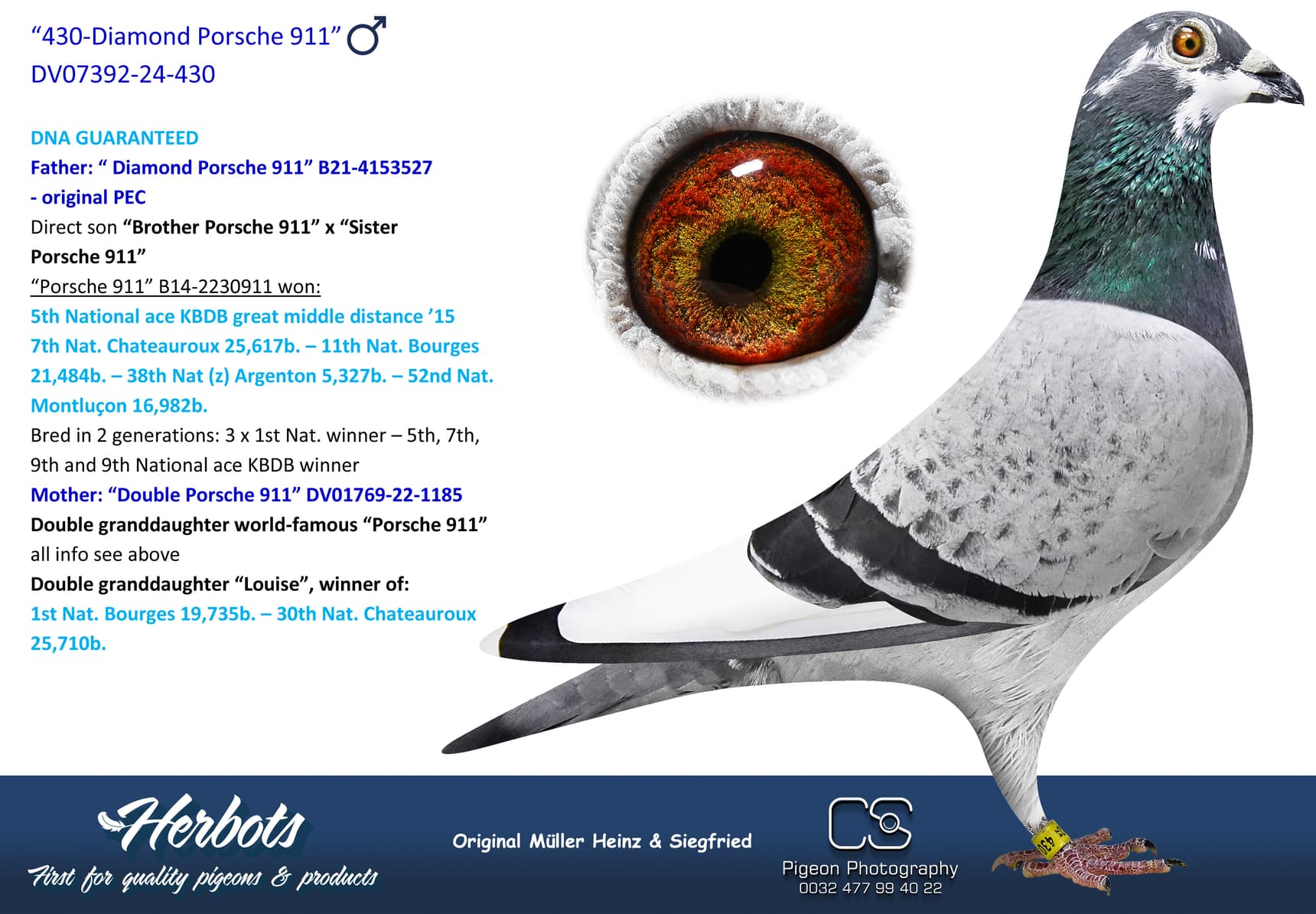 pigeon: undefined