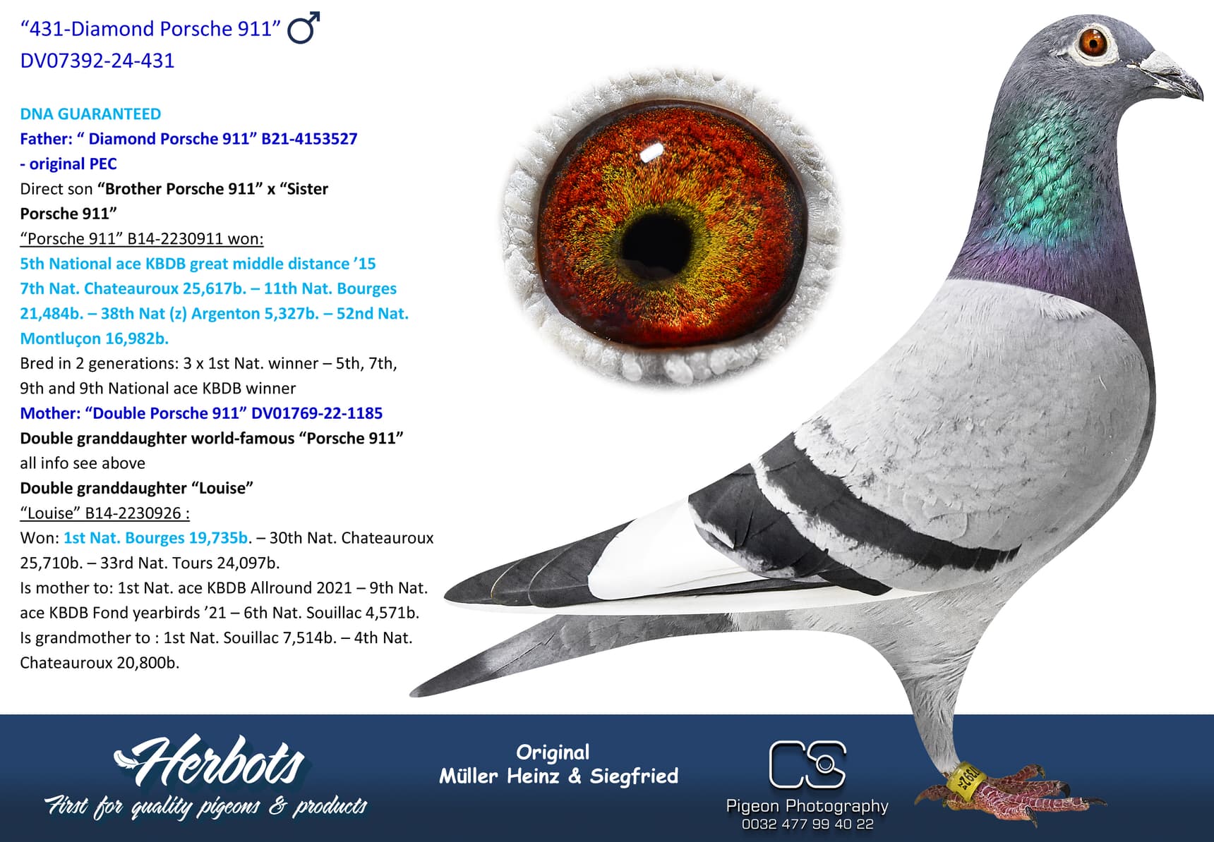 pigeon: undefined