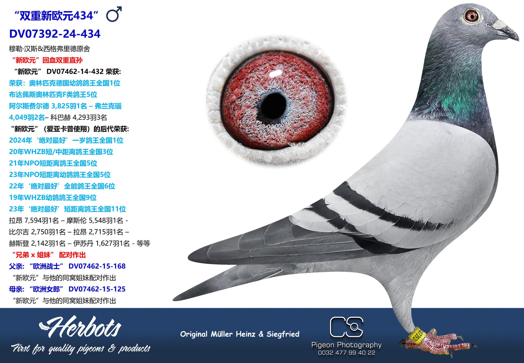 pigeon: “双重新欧元434”