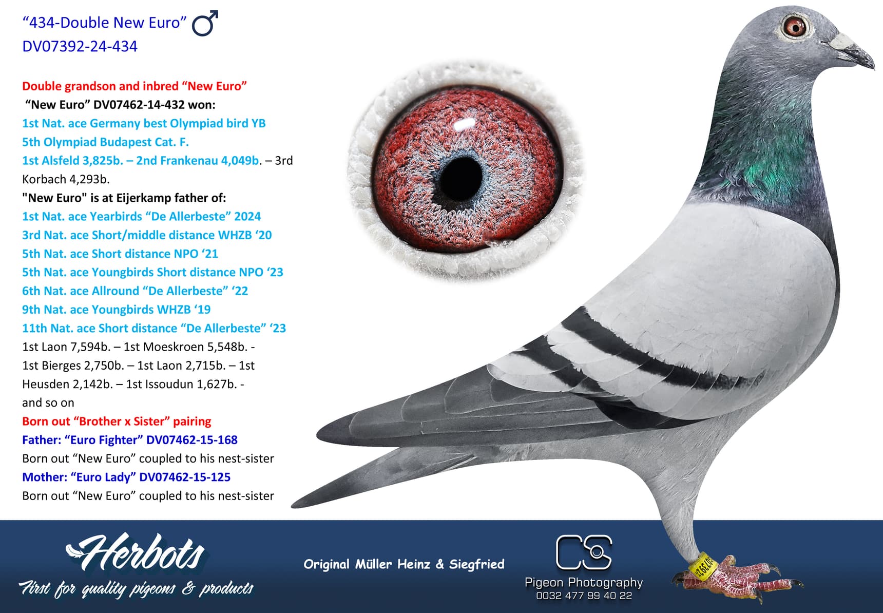 pigeon: undefined