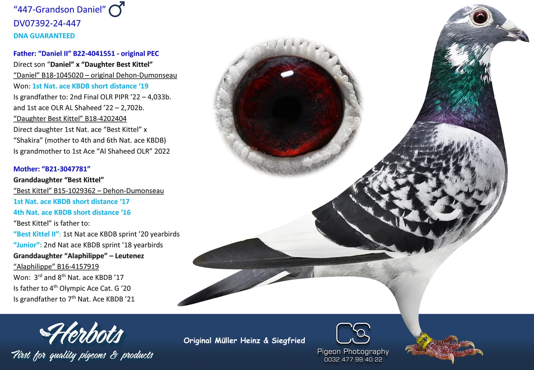 pigeon: undefined