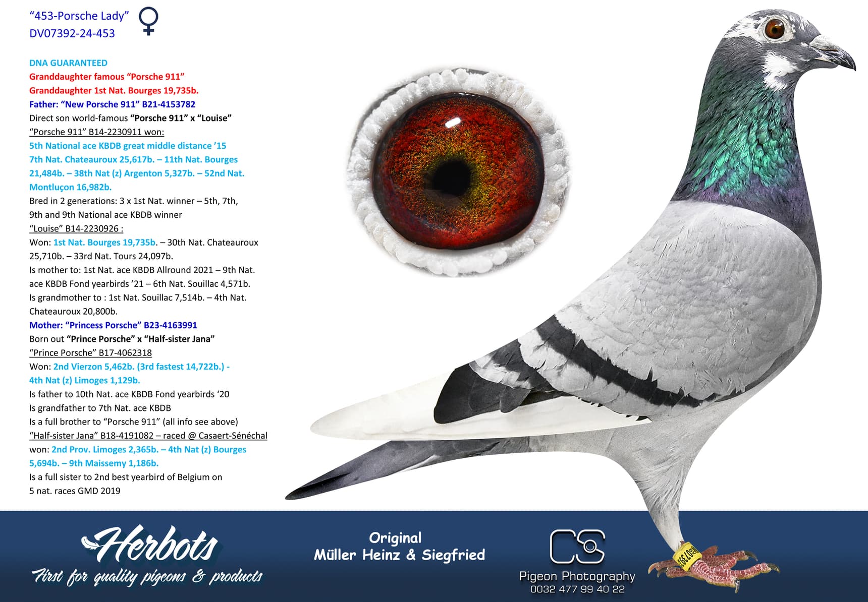 pigeon: undefined