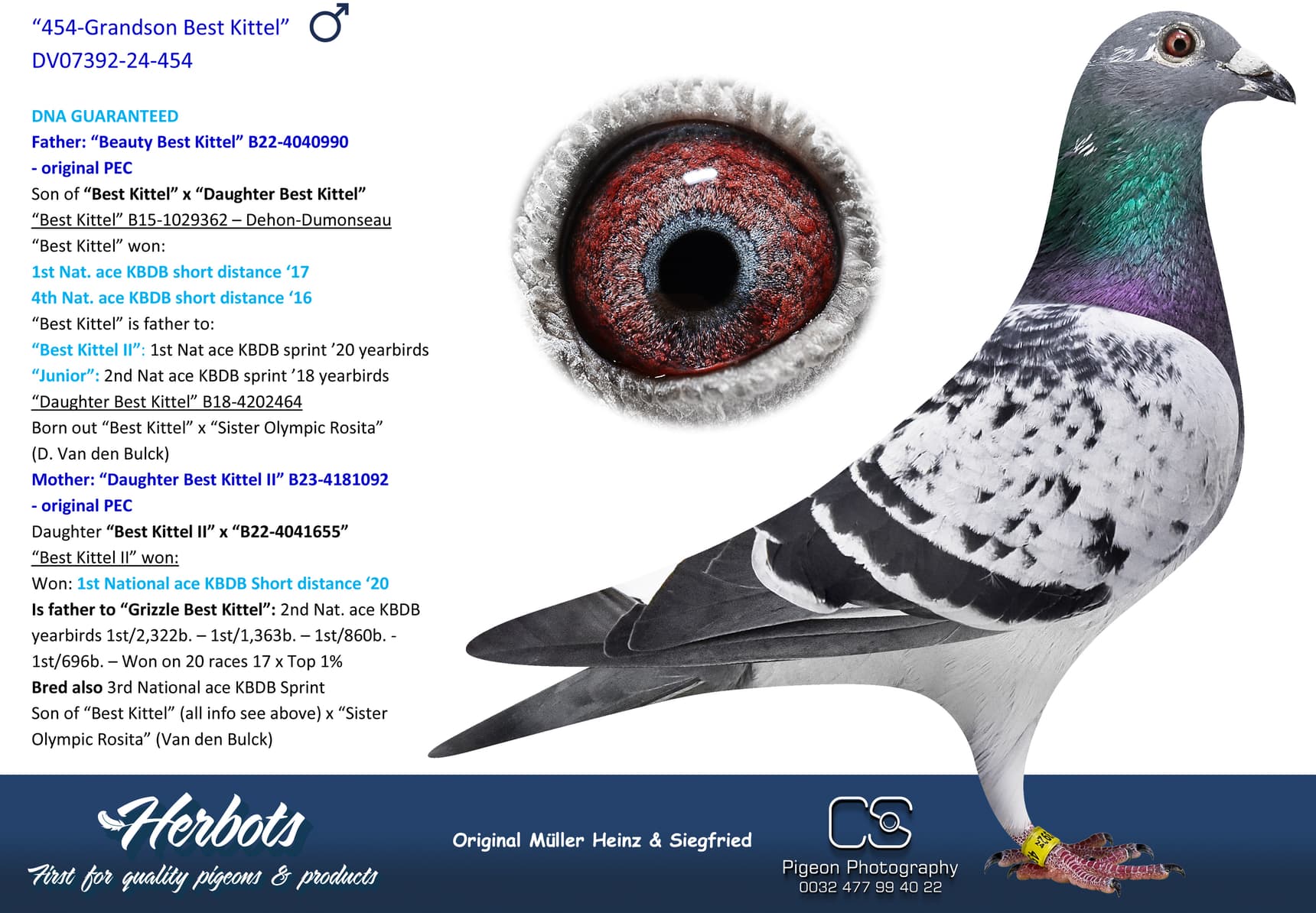 pigeon: undefined