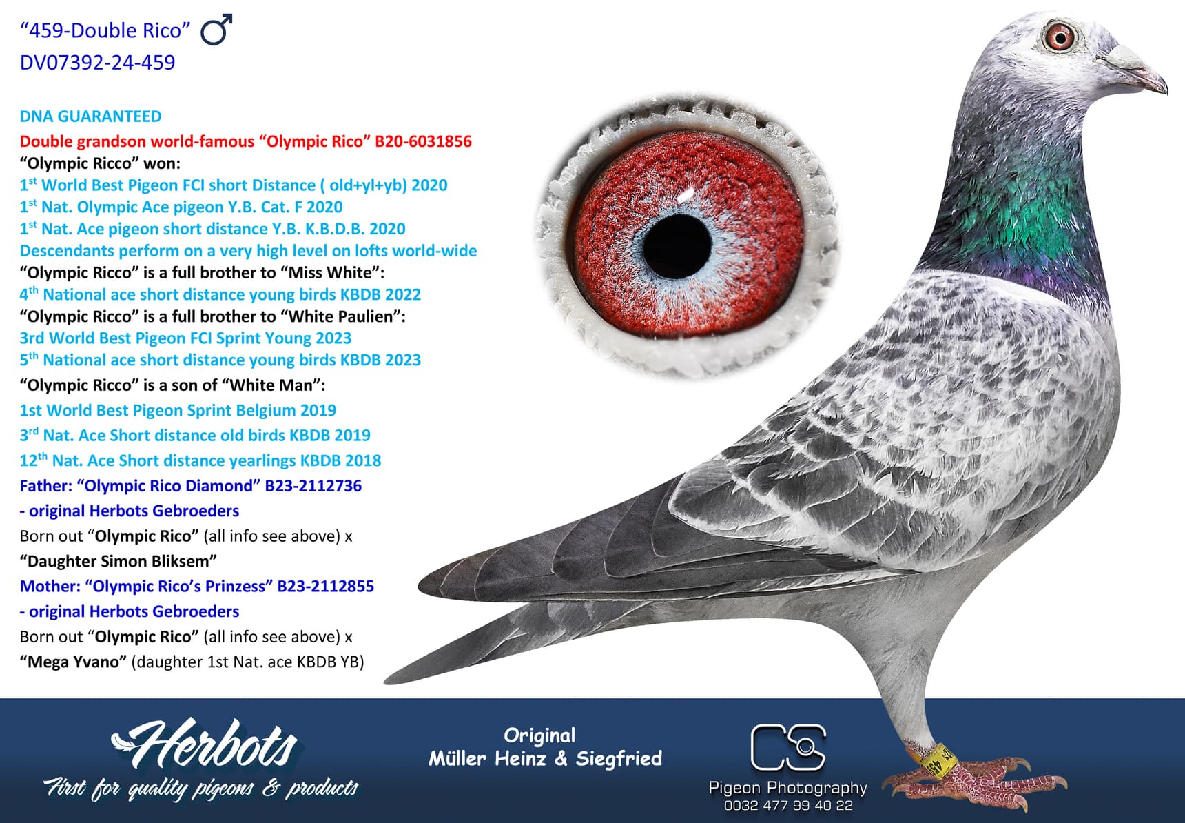 pigeon: undefined