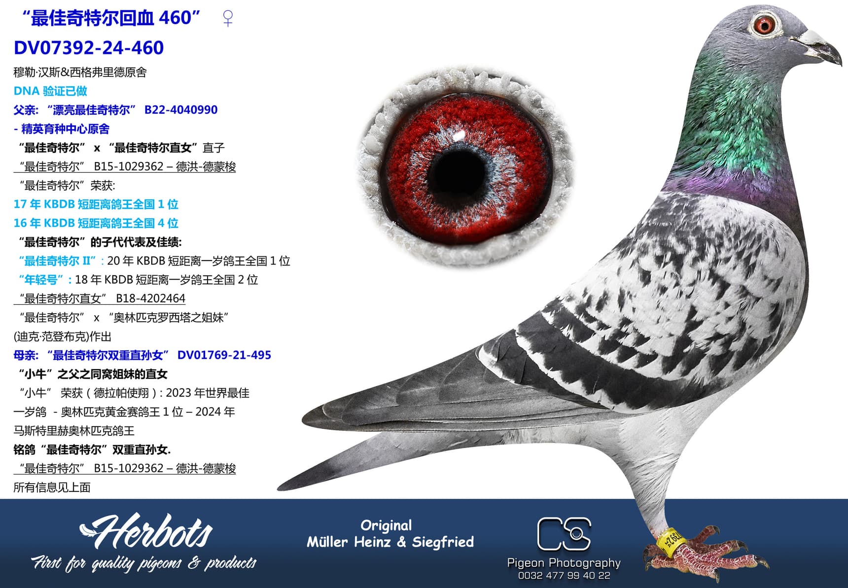 pigeon: “最佳奇特尔回血460”