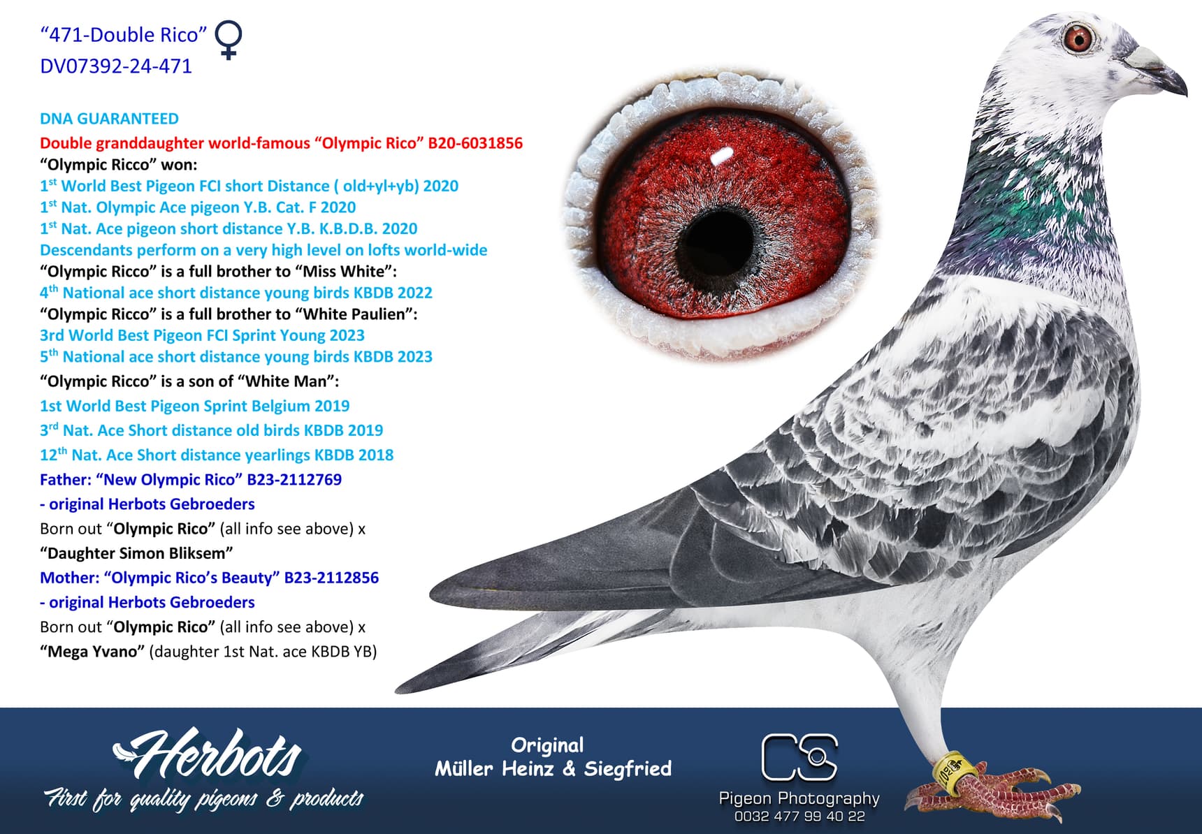 pigeon: undefined