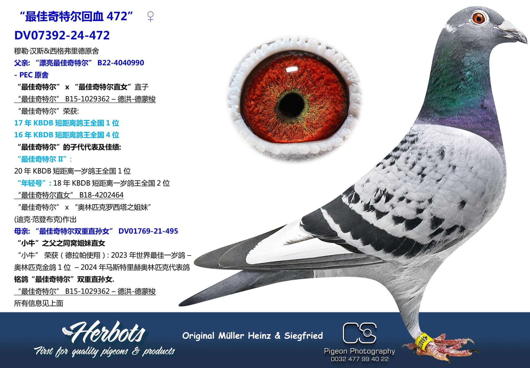 pigeon: undefined