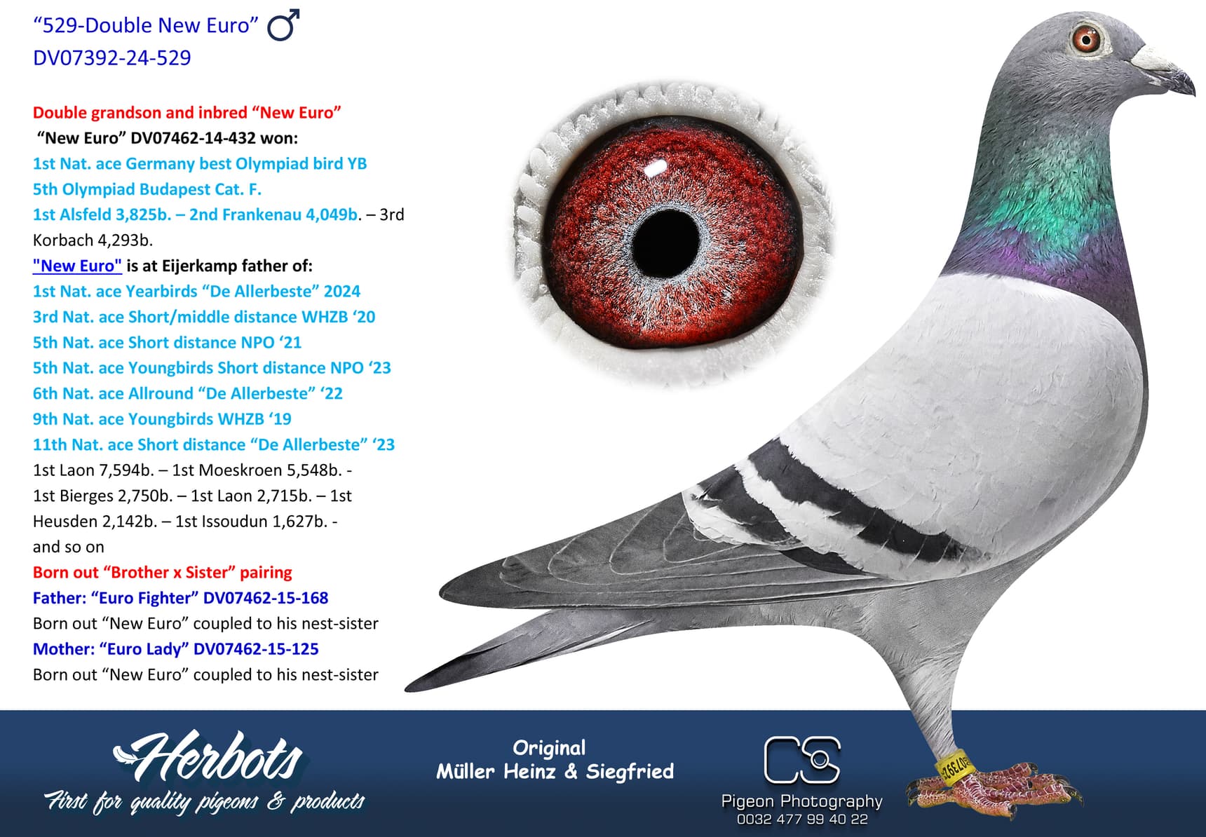 pigeon: undefined