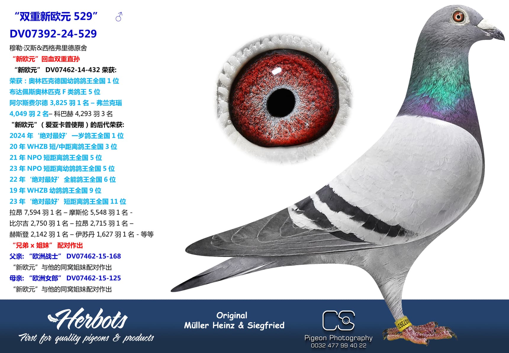 pigeon: “双重新欧元529”