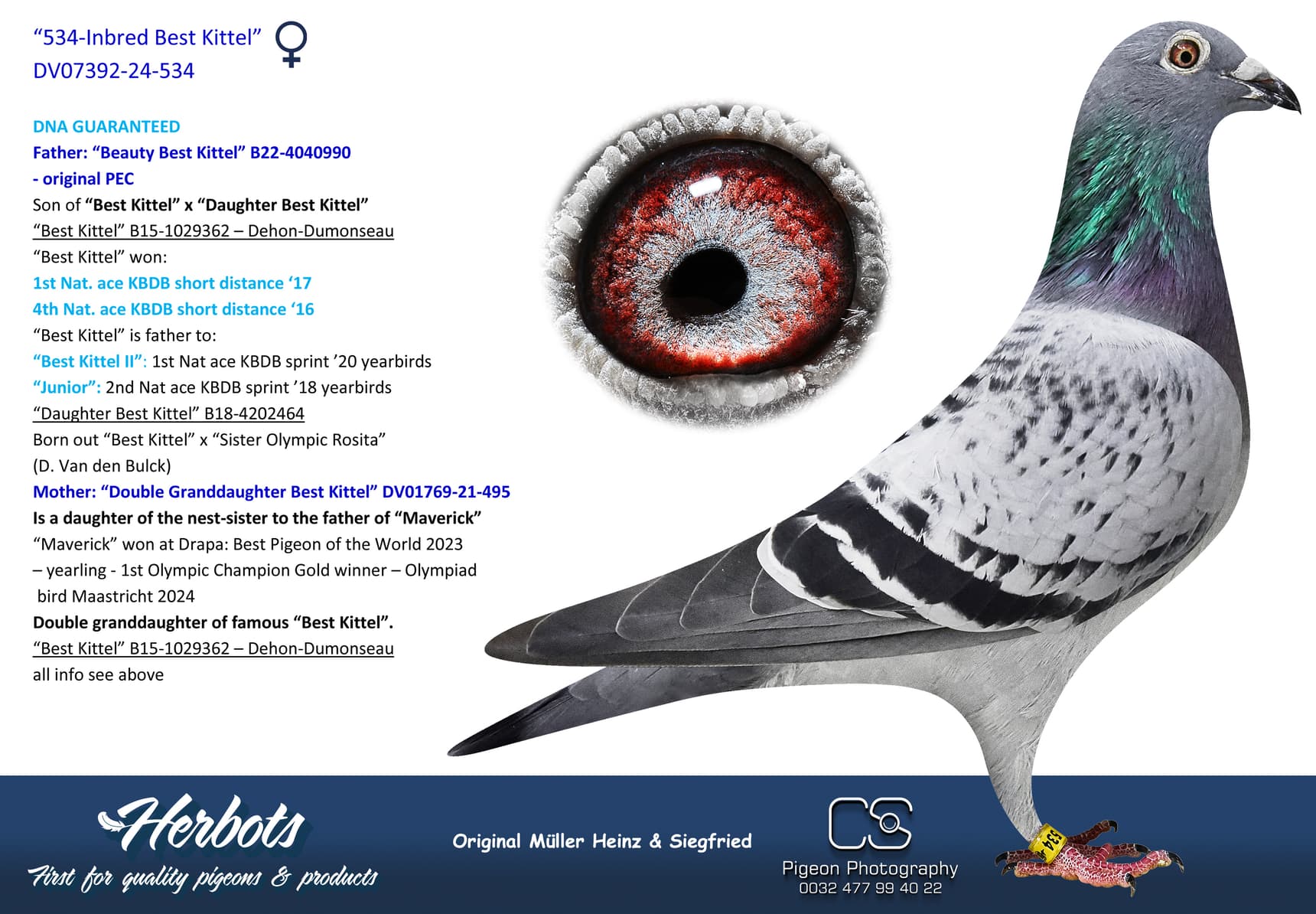 pigeon: undefined