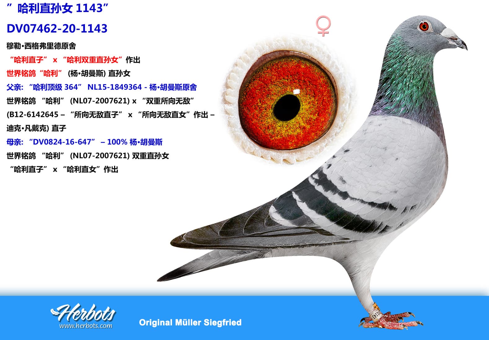 pigeon: ”哈利直孙女1143”