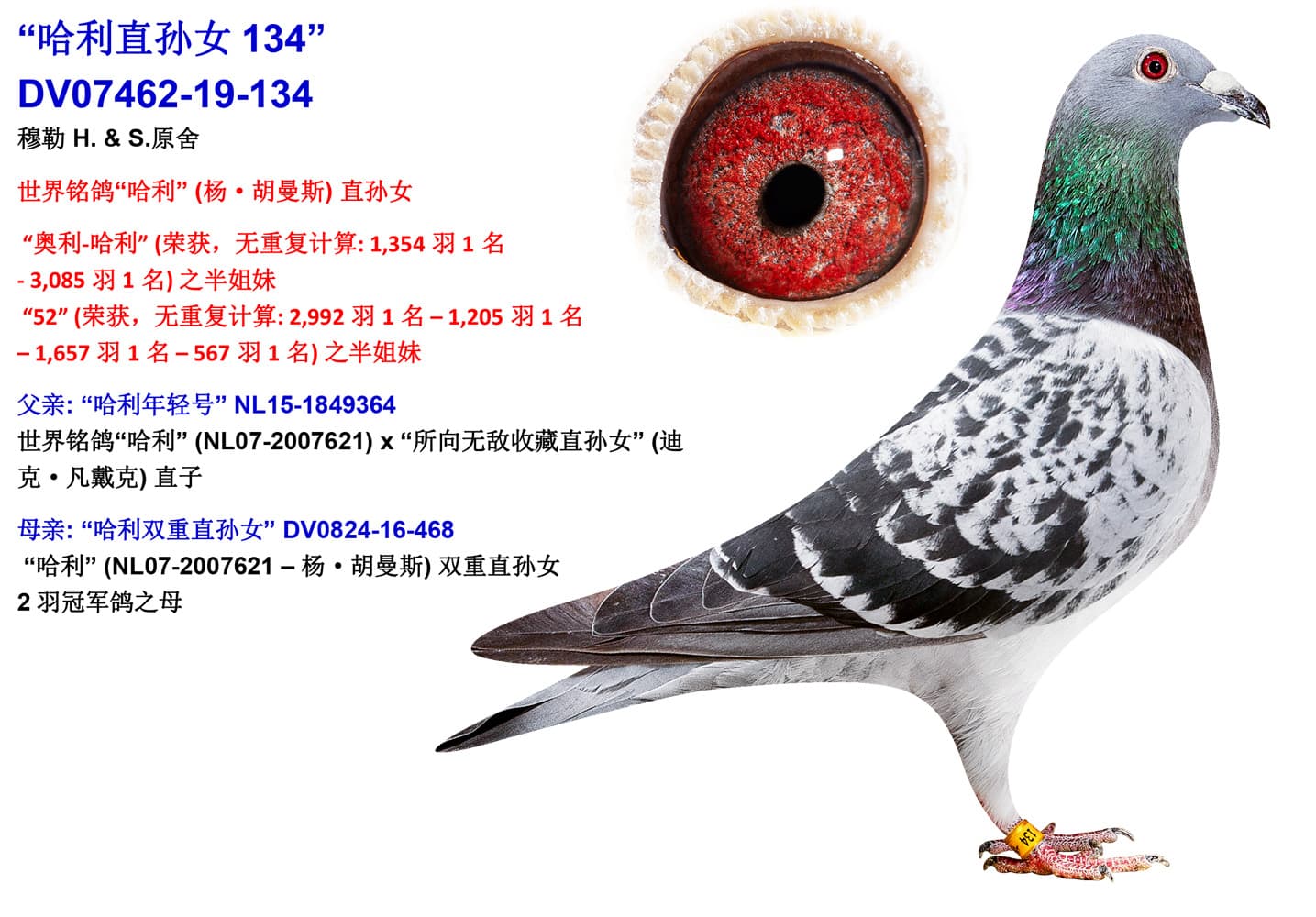 pigeon: undefined