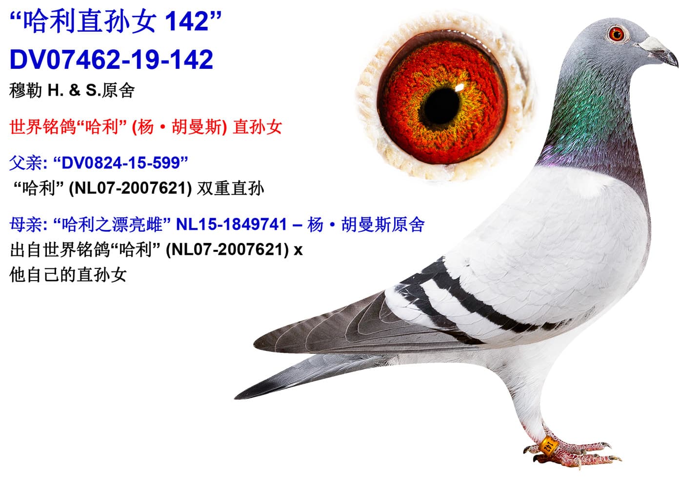 pigeon: undefined