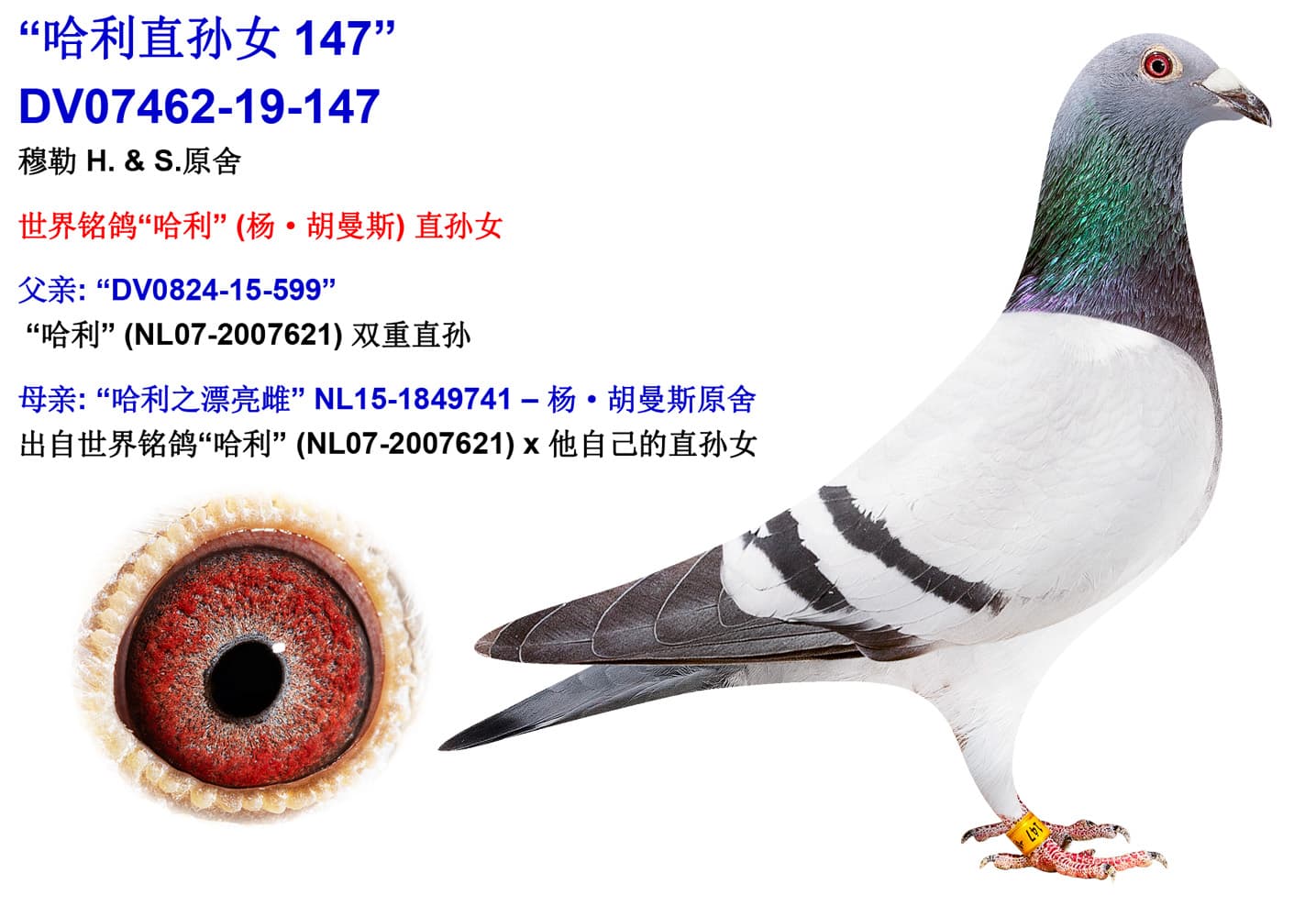 pigeon: undefined
