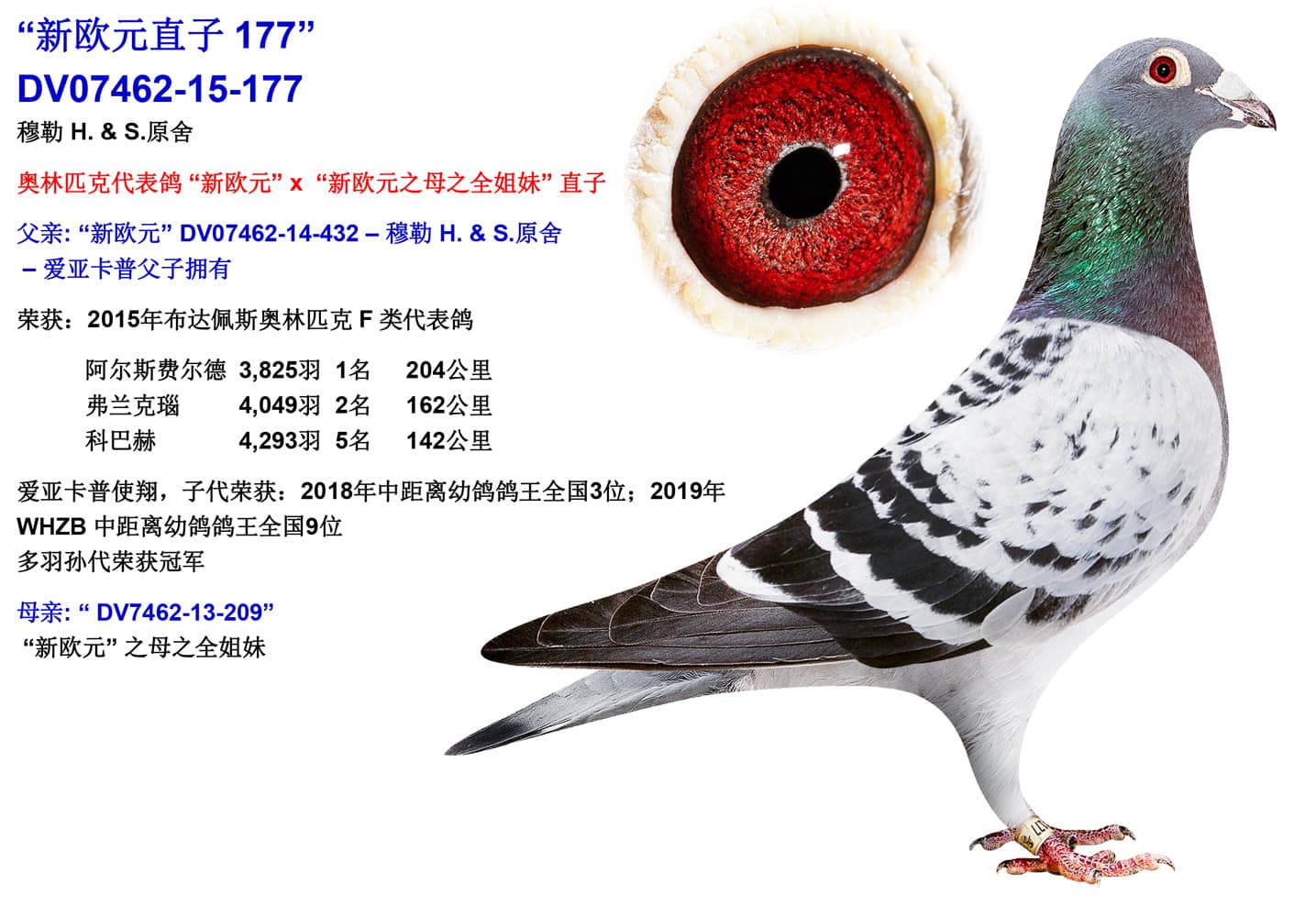 pigeon: undefined