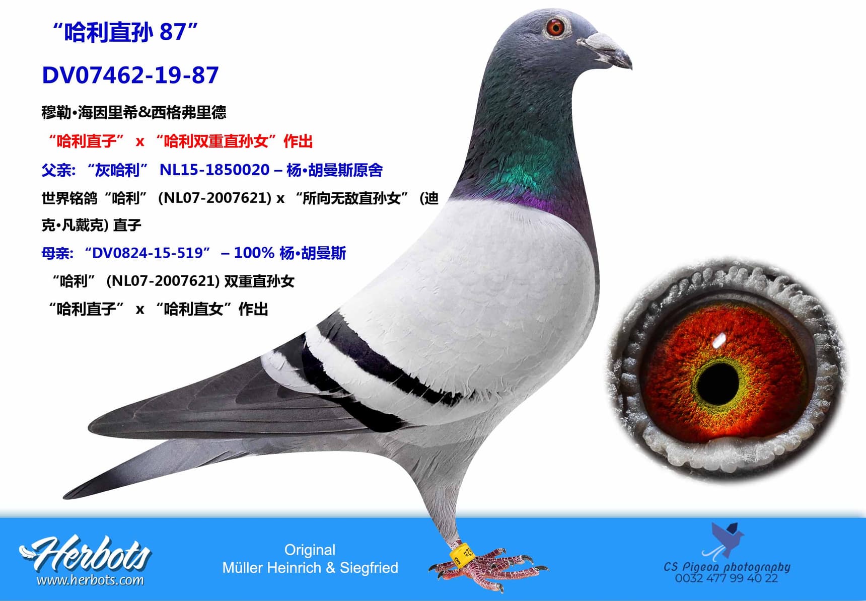 pigeon: undefined