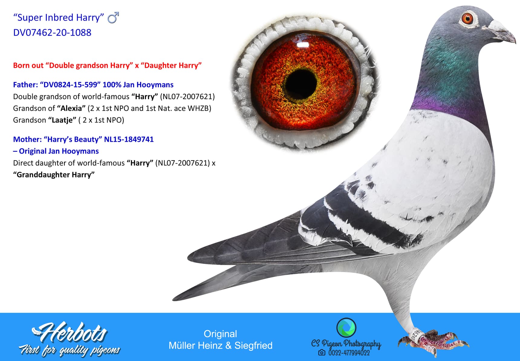 pigeon: undefined