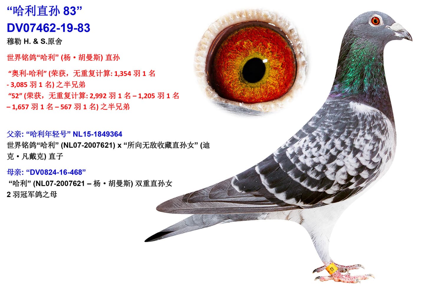 pigeon: undefined