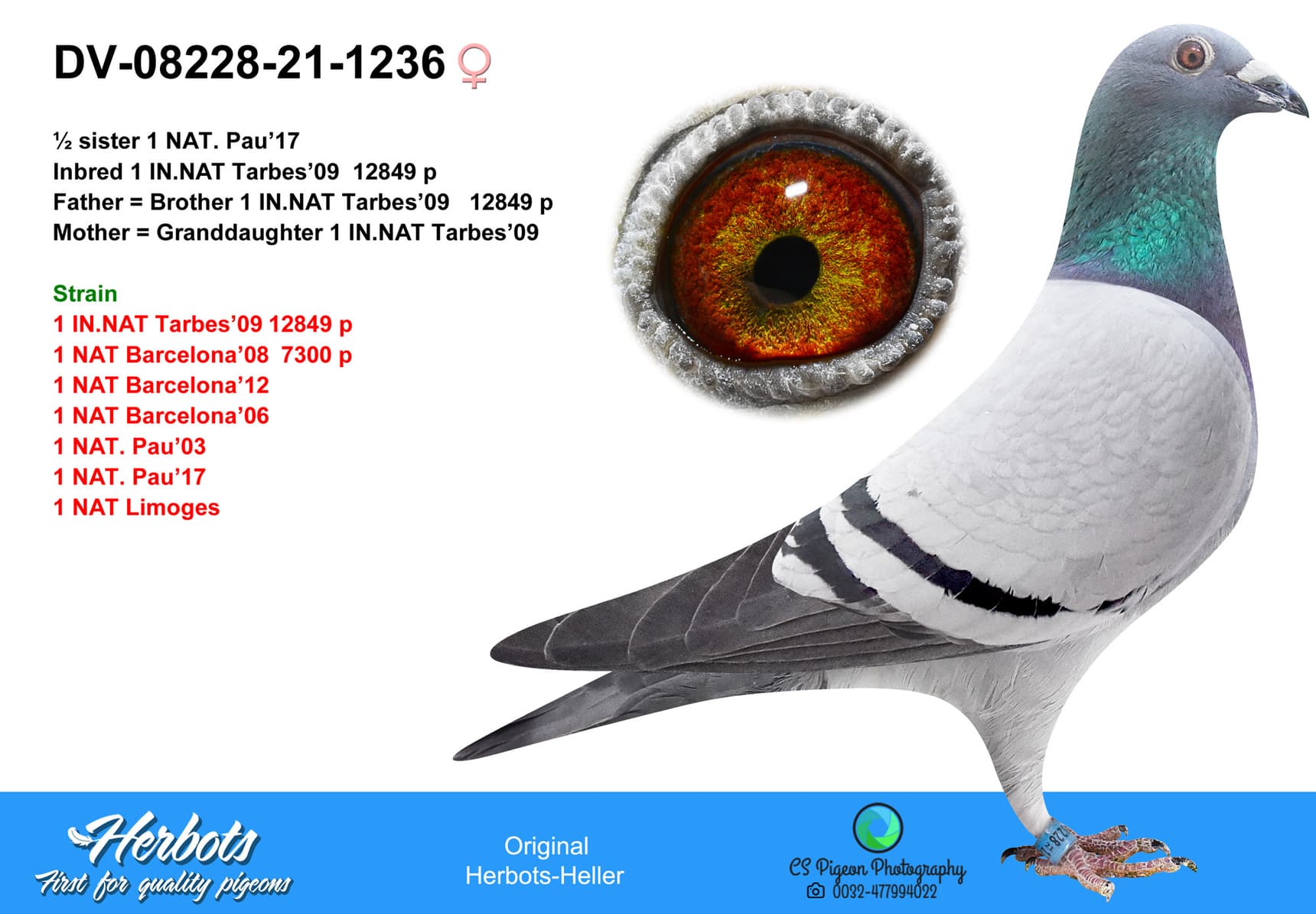 pigeon: undefined