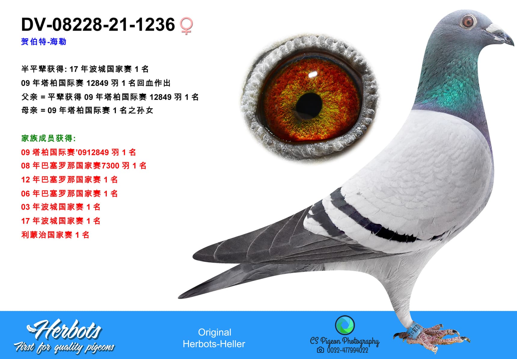 pigeon: undefined