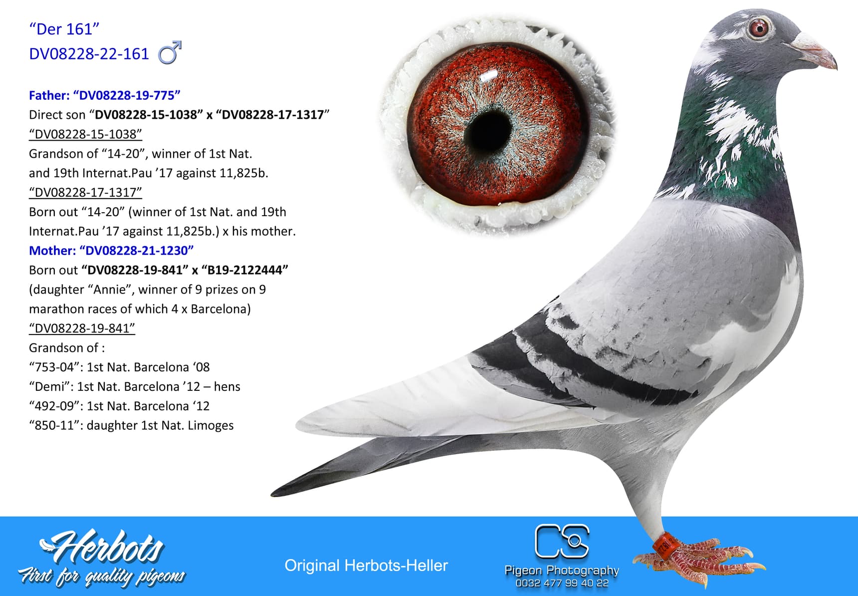 pigeon: undefined