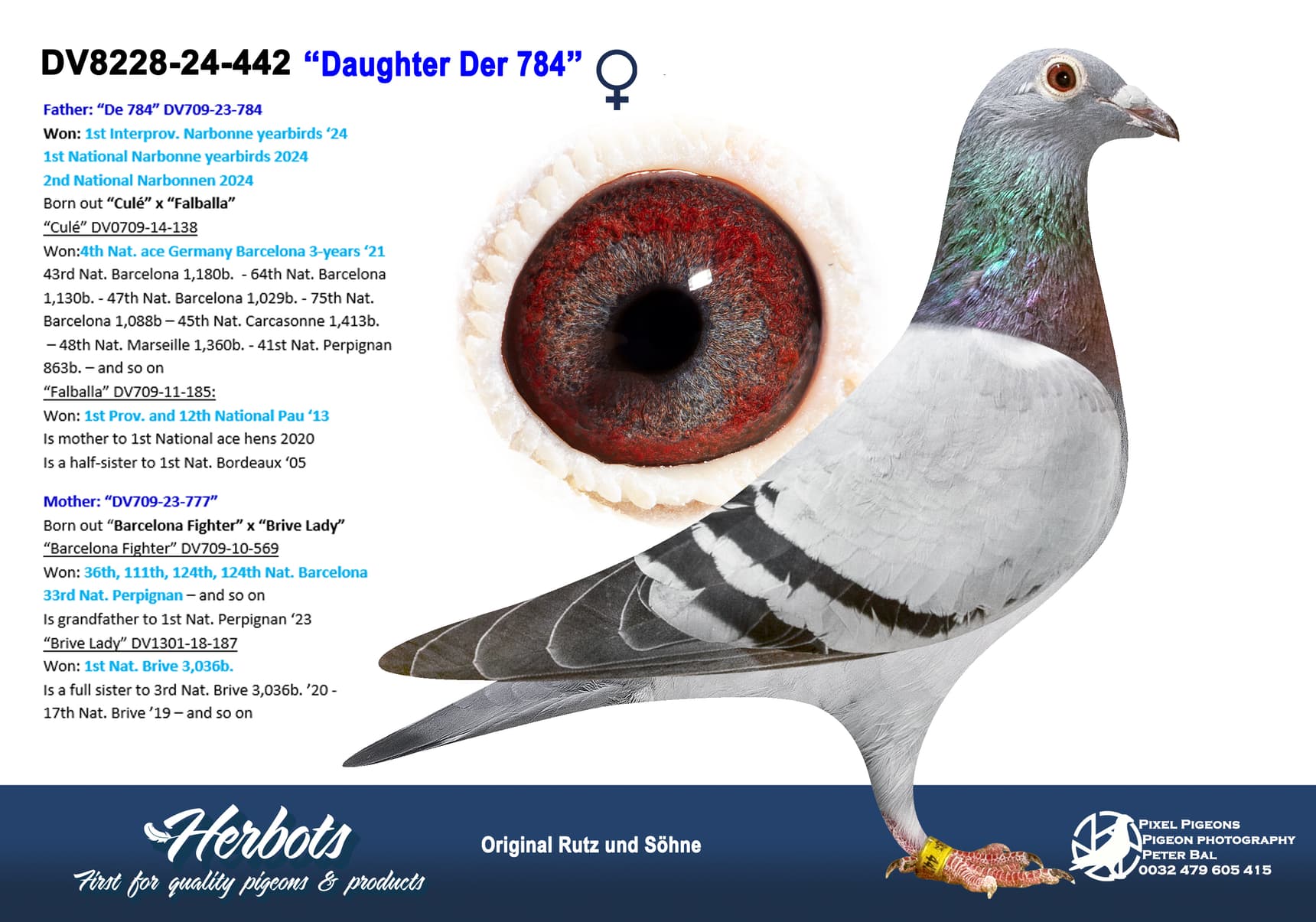 pigeon: undefined