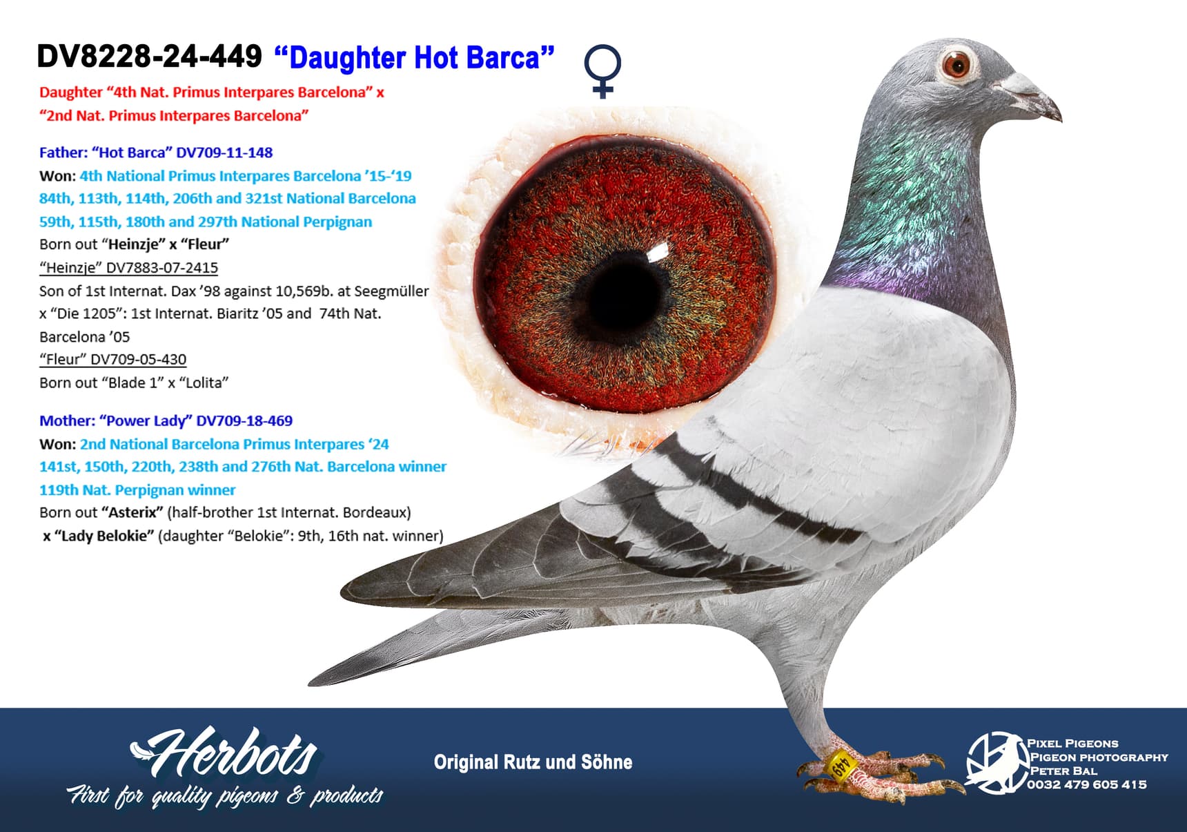 pigeon: undefined