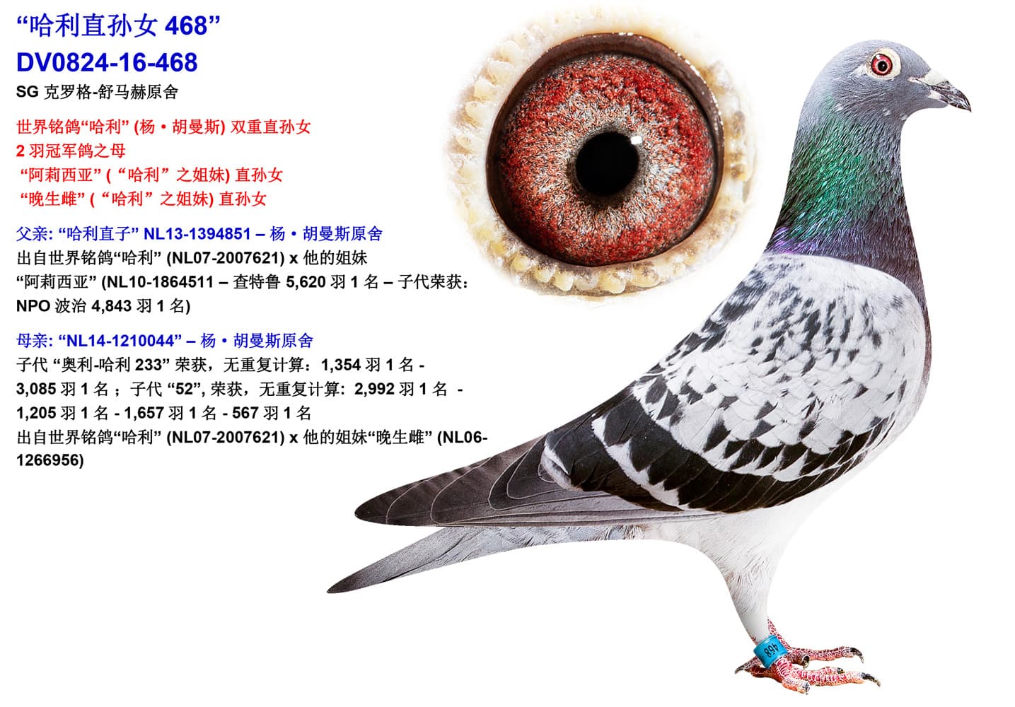 pigeon: undefined
