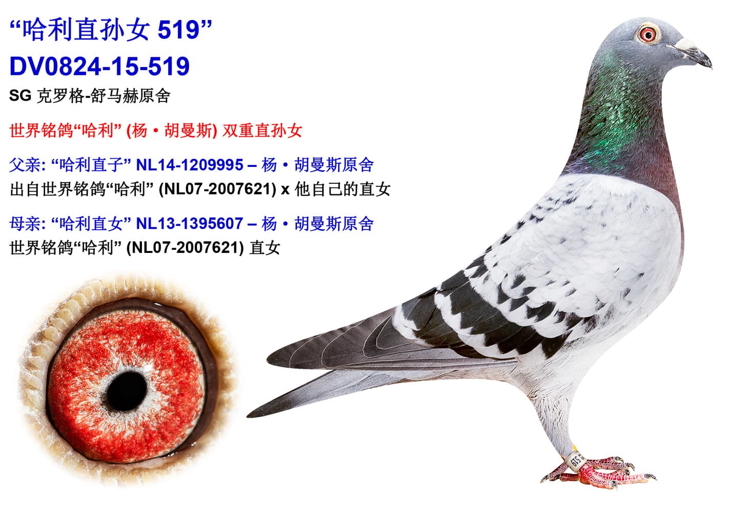 pigeon: undefined