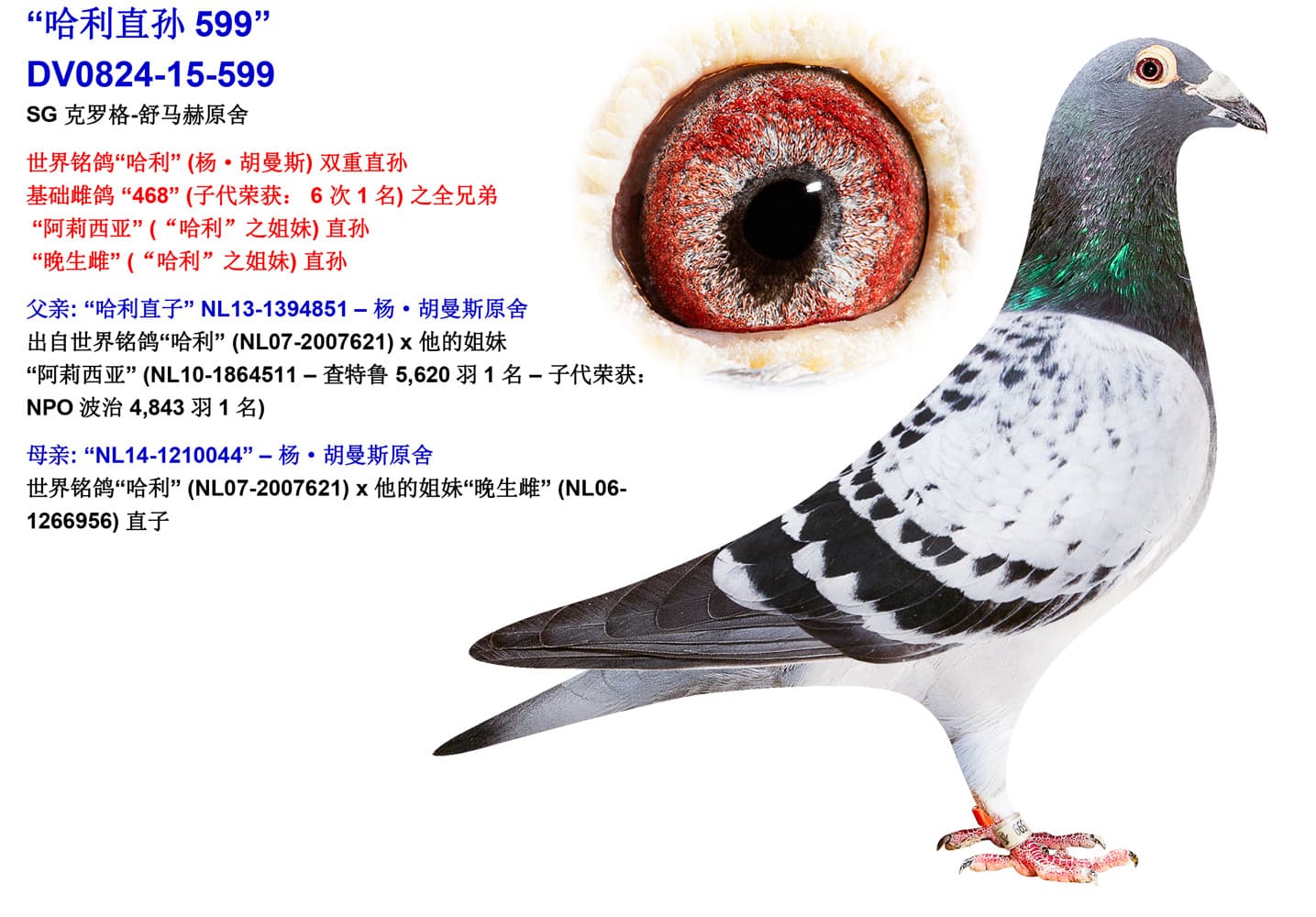 pigeon: undefined