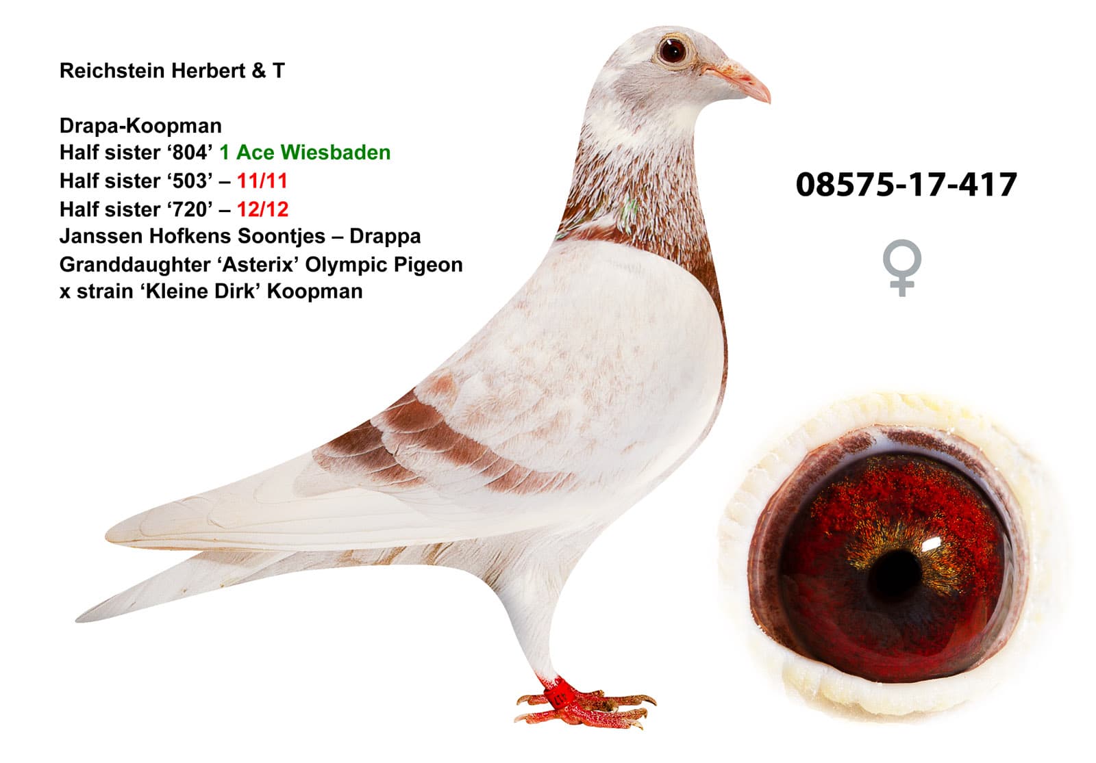 pigeon: undefined