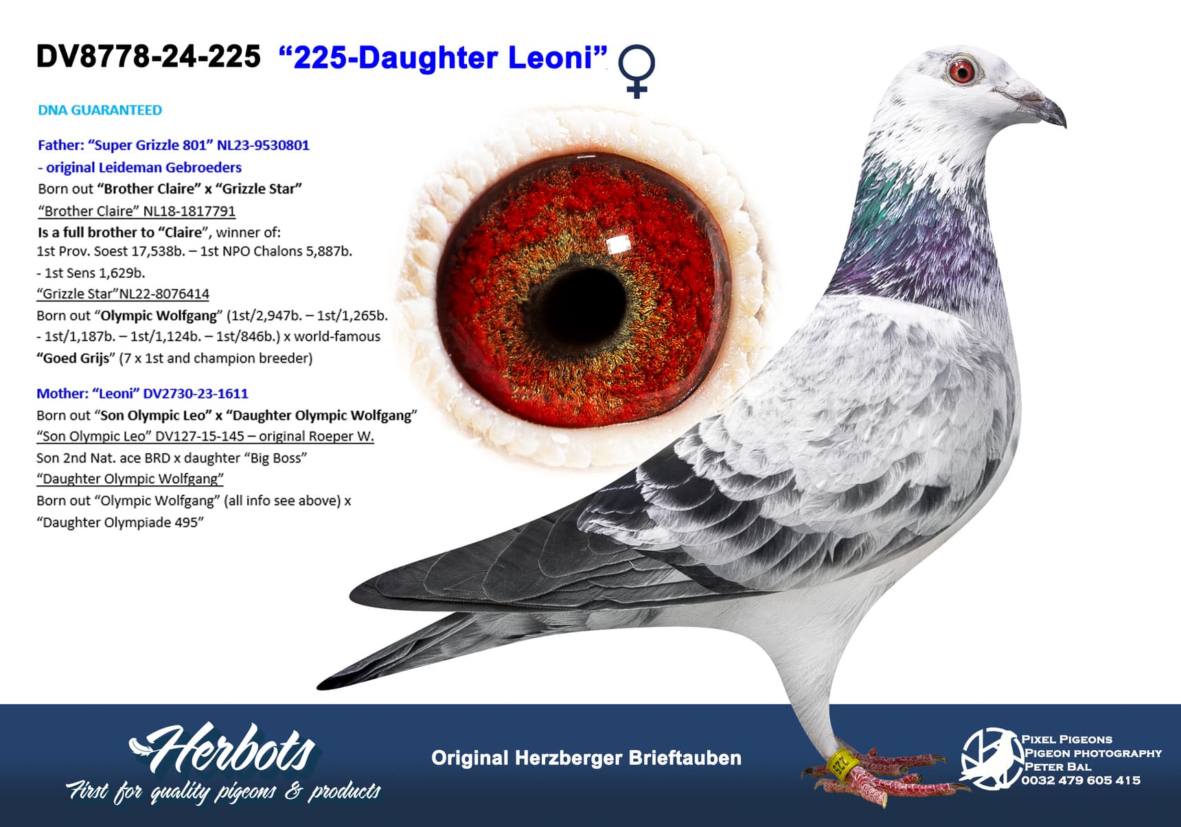 pigeon: undefined