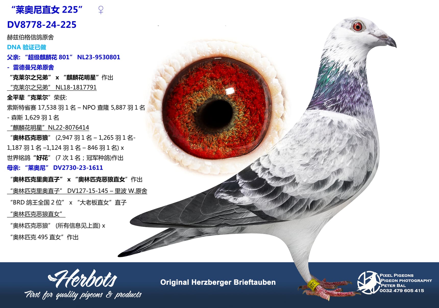 pigeon: undefined