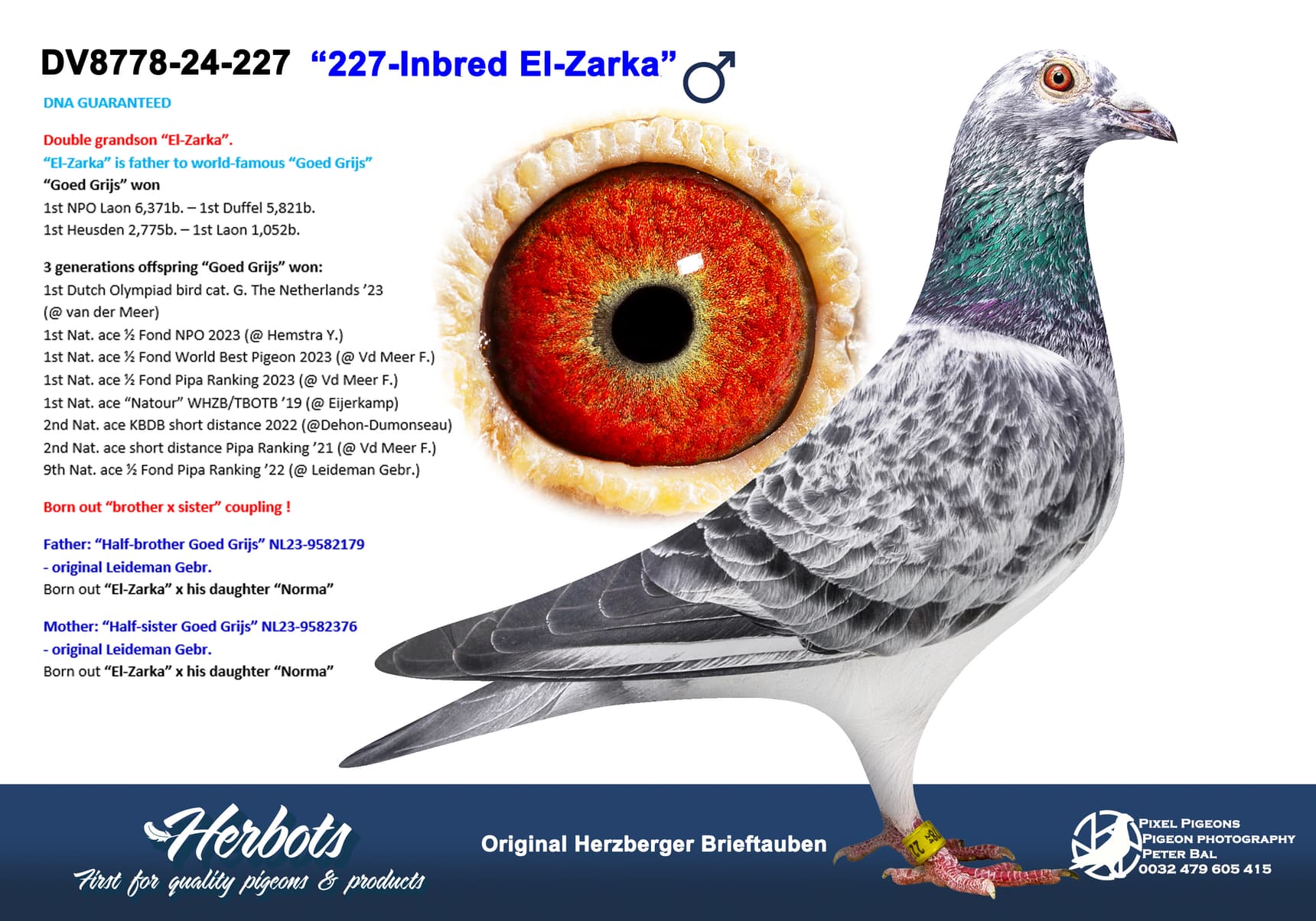 pigeon: undefined
