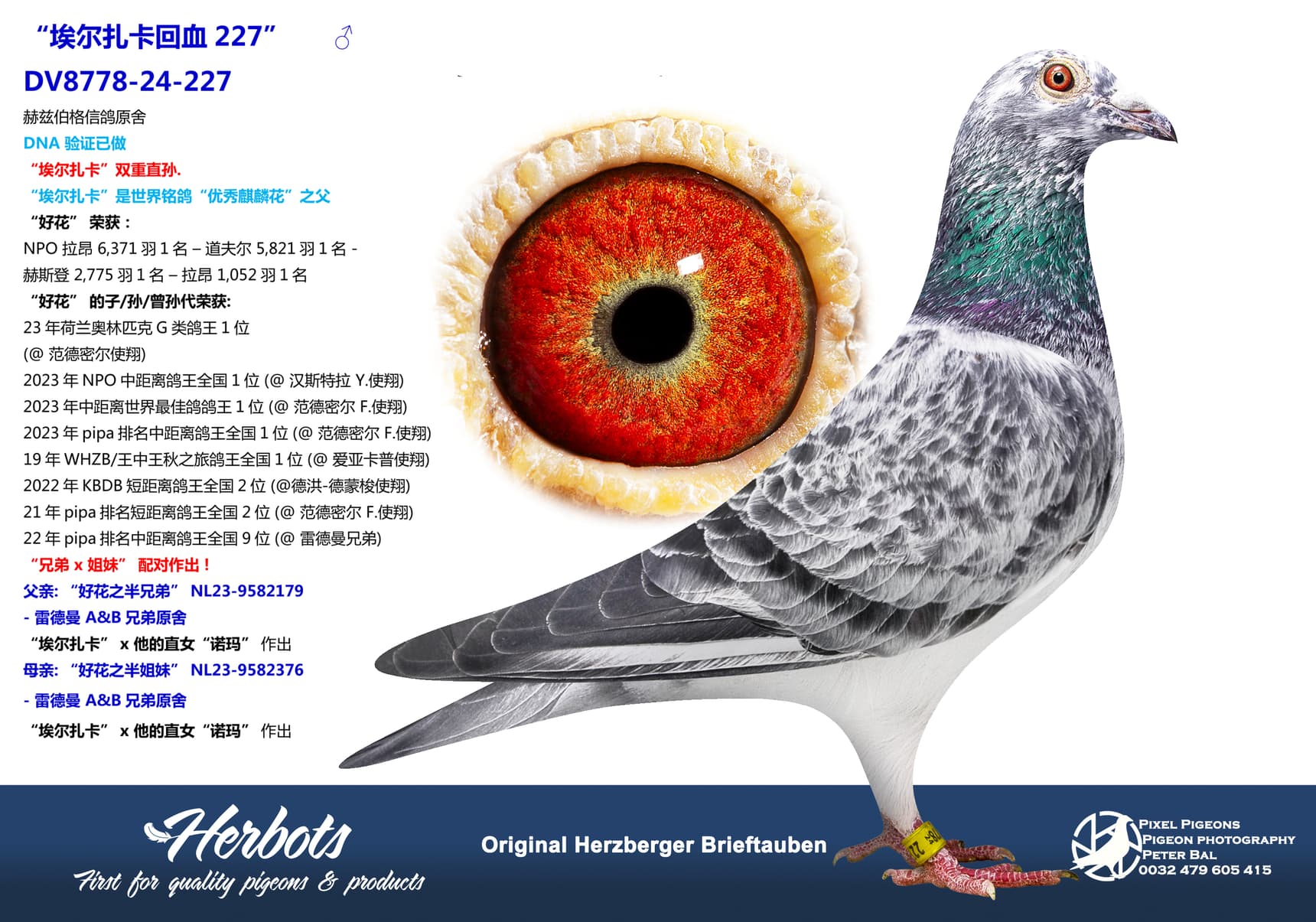 pigeon: undefined