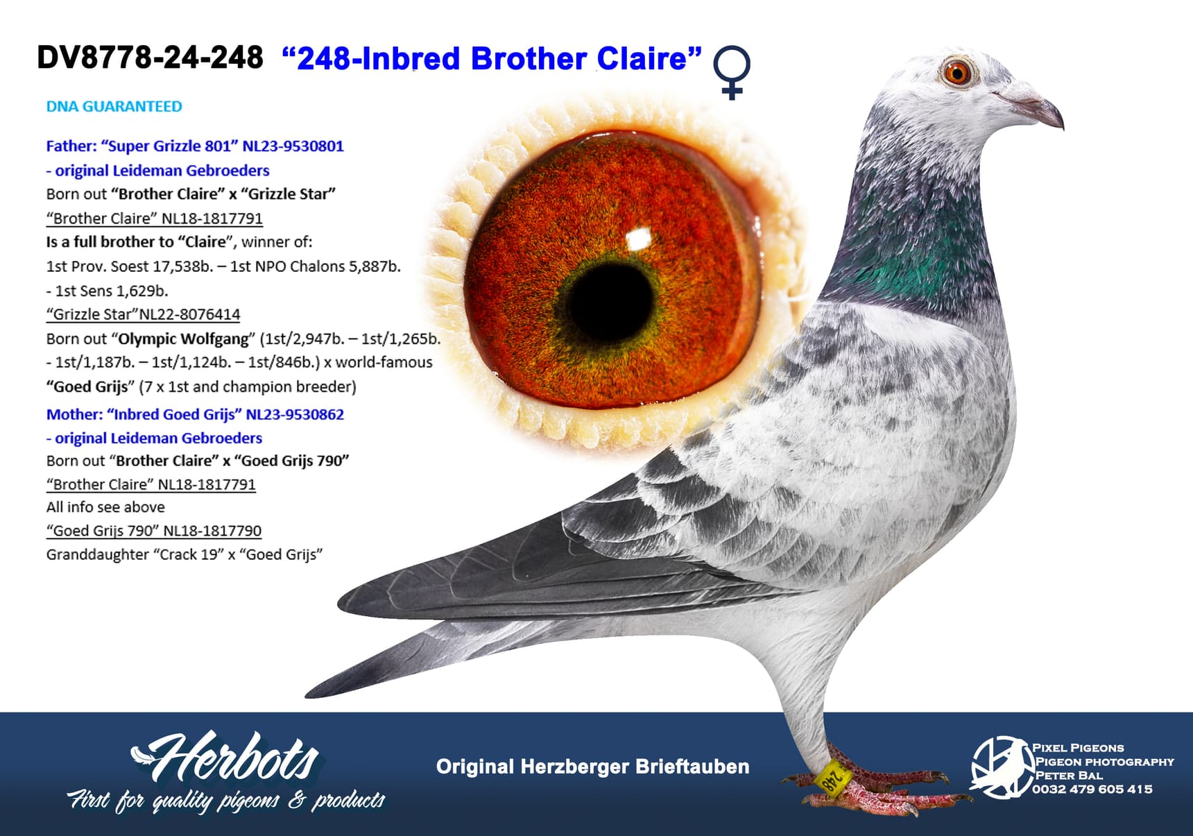 pigeon: undefined