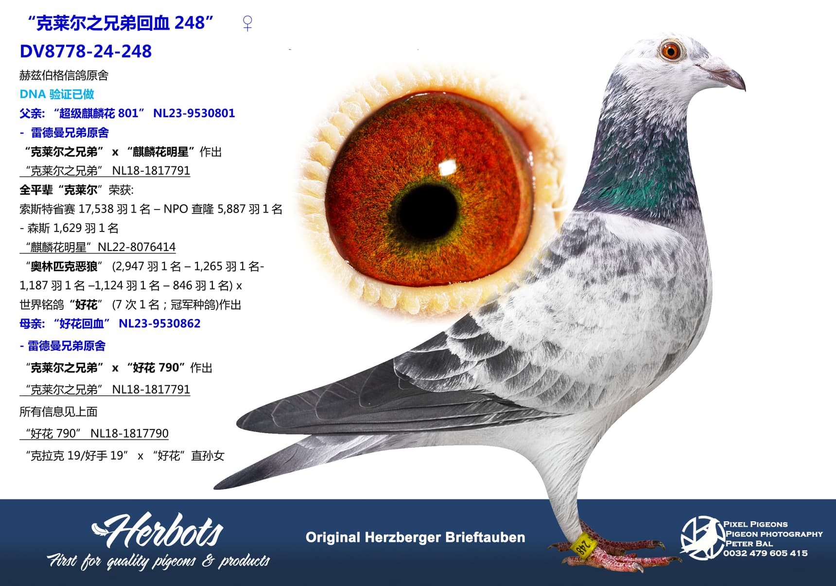 pigeon: undefined