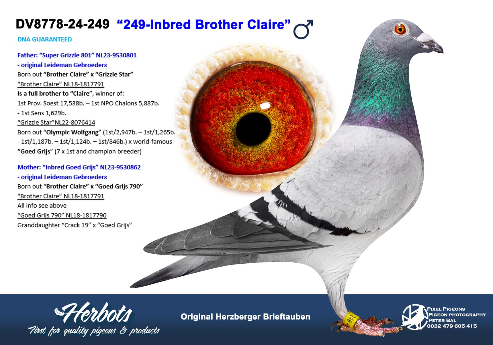 pigeon: undefined