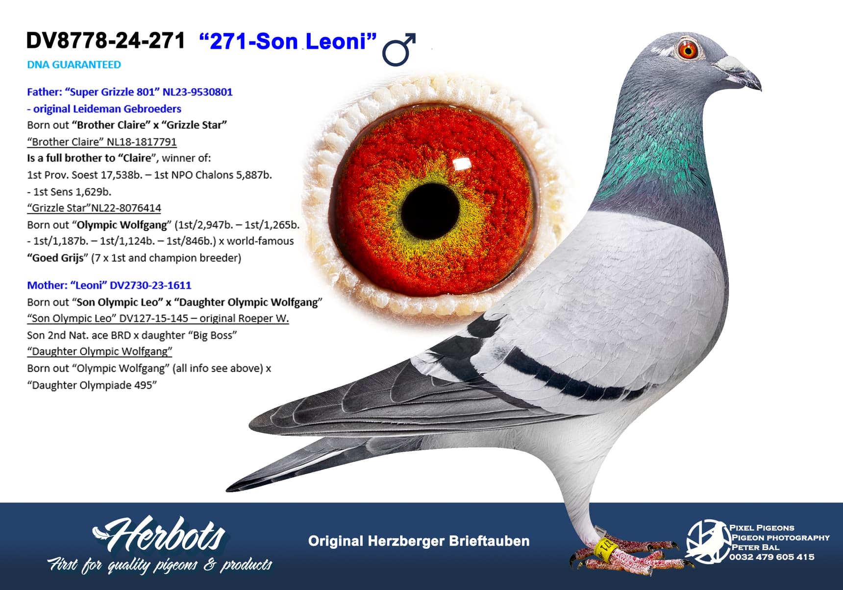 pigeon: undefined