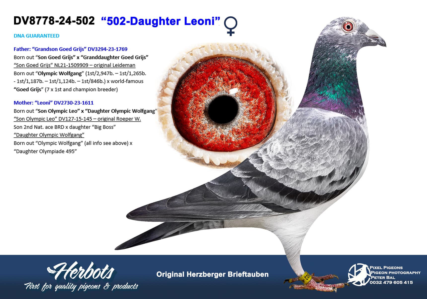 pigeon: undefined