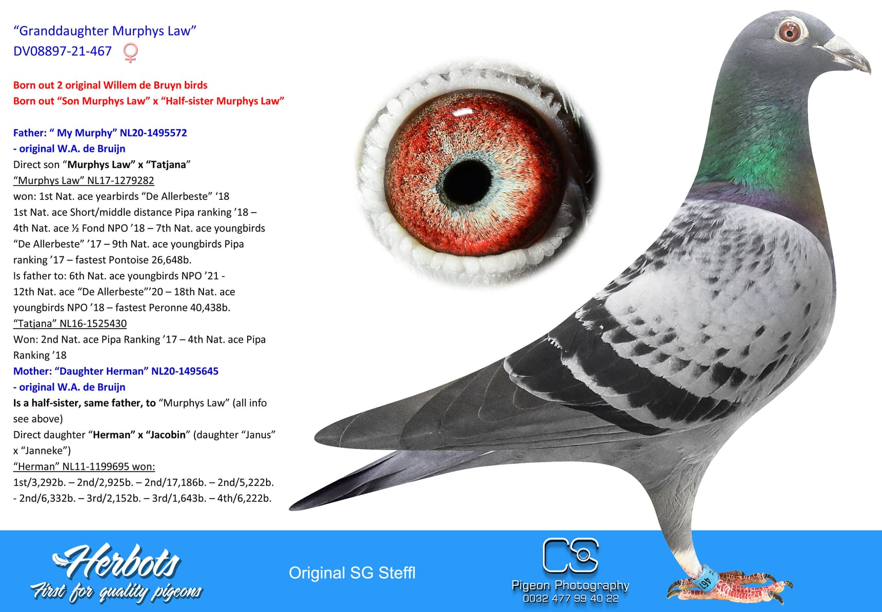 pigeon: undefined