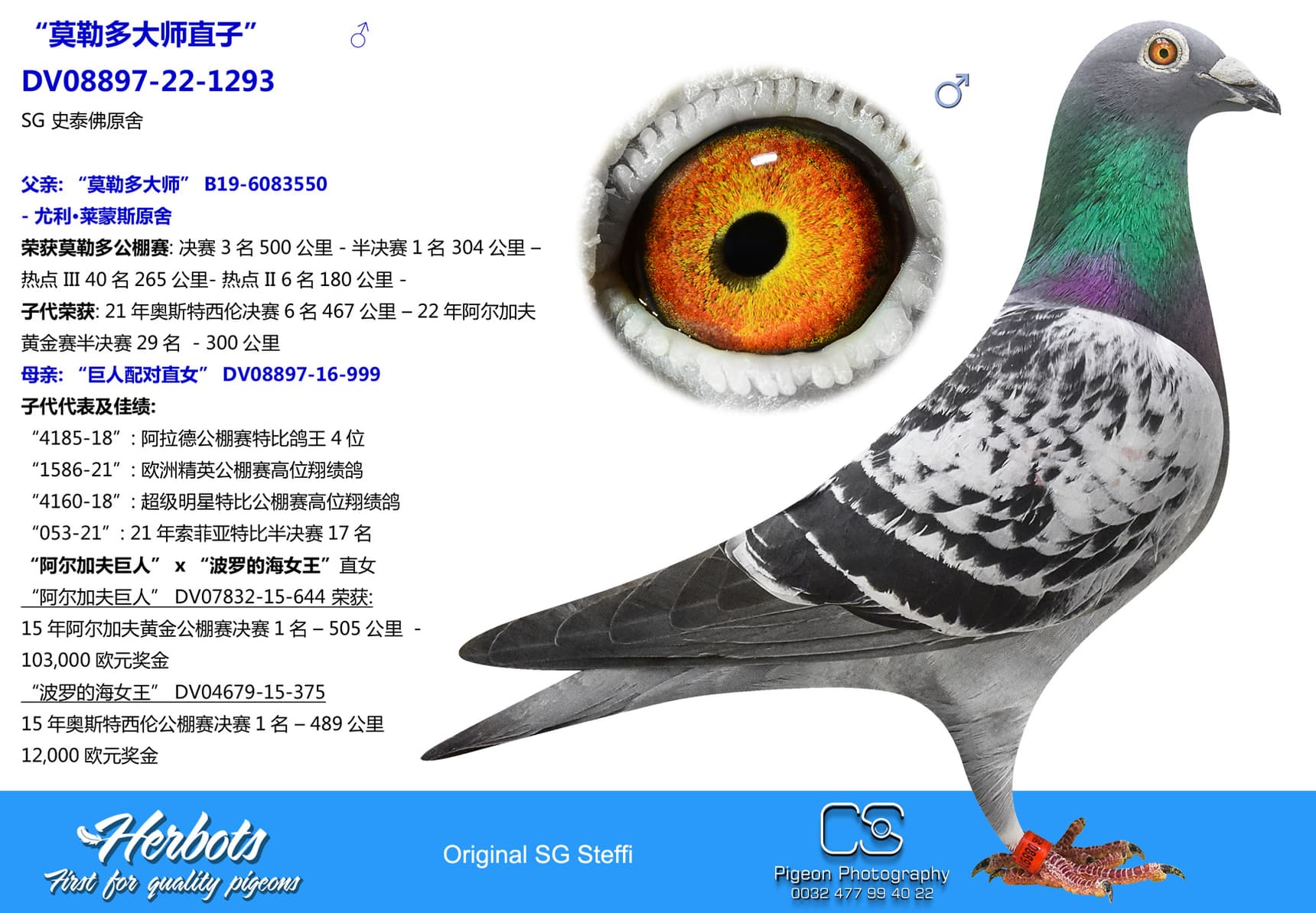 pigeon: undefined